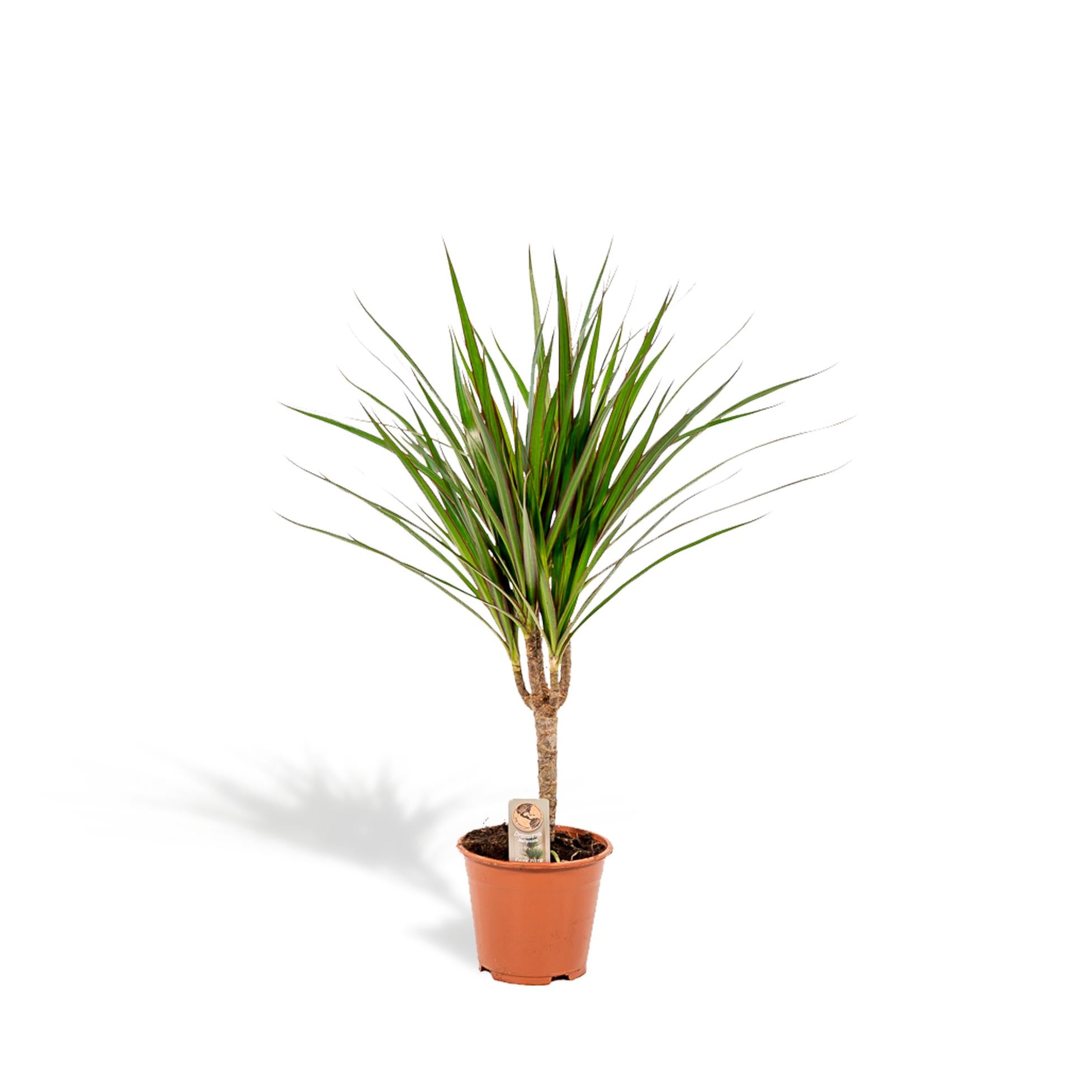 Dracaena Marginata Ø 14 H 60 cm