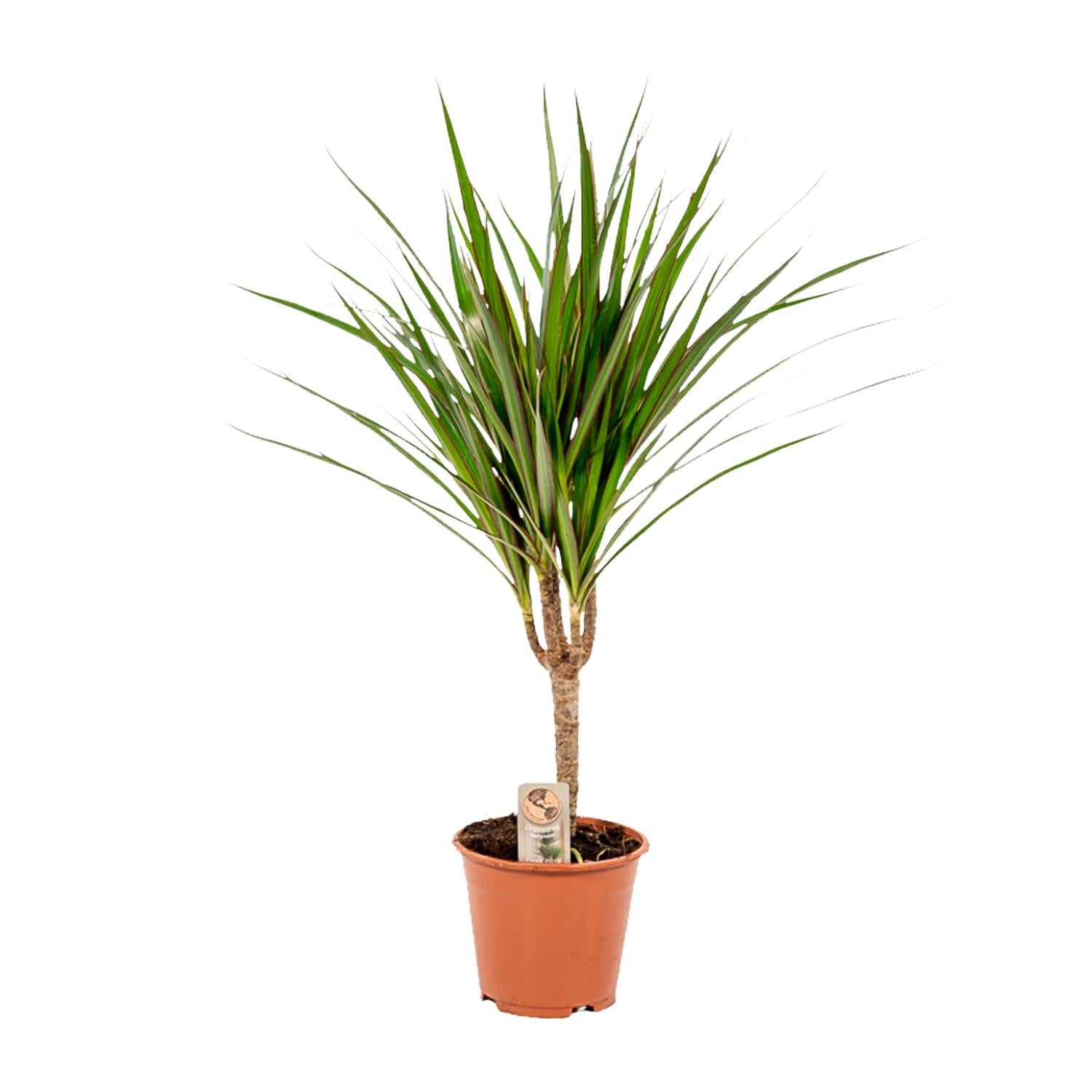 Dracaena Marginata Ø 14 H 60 cm 2
