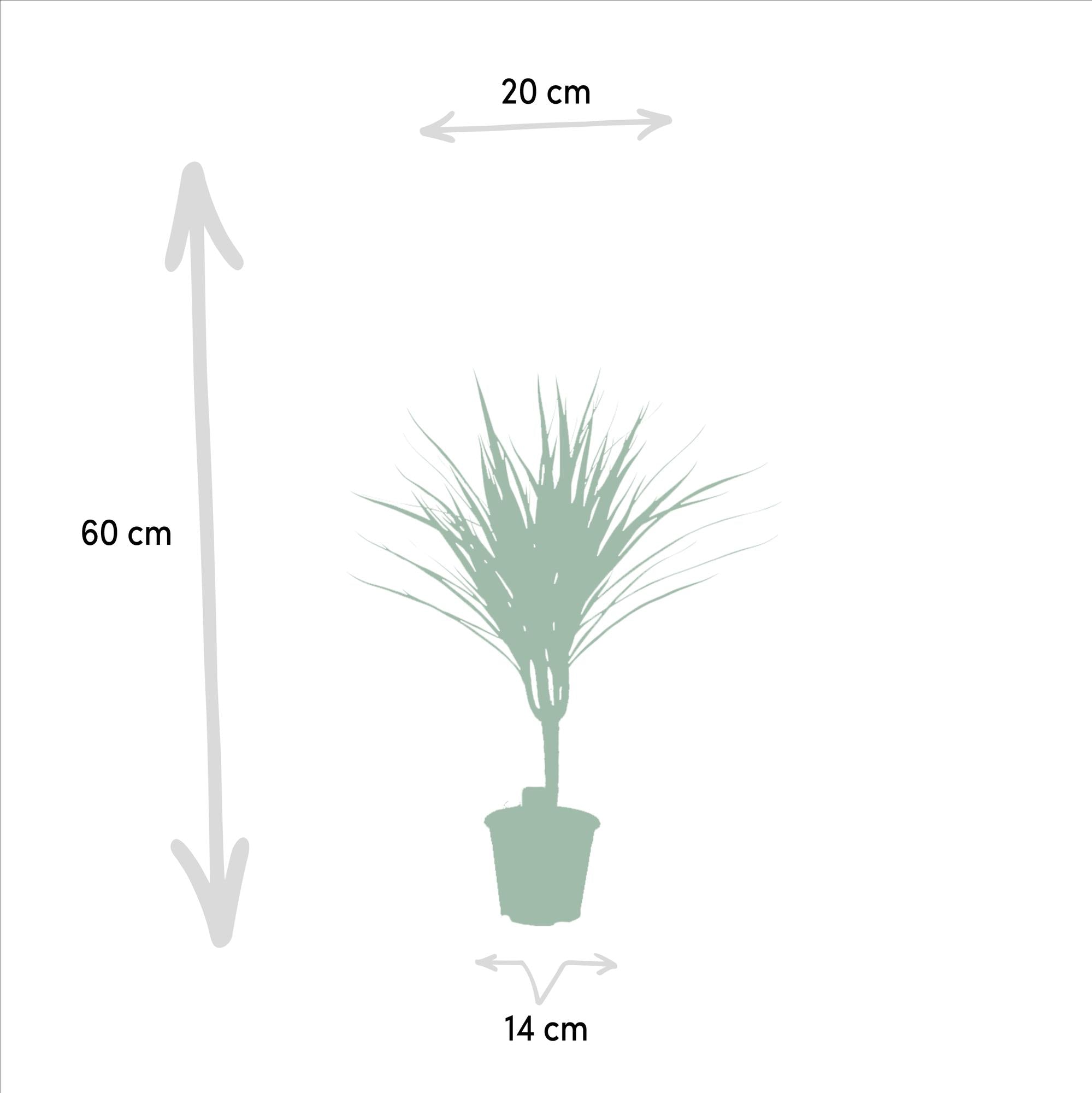 Dracaena Marginata Ø 14 H 60 cm 3