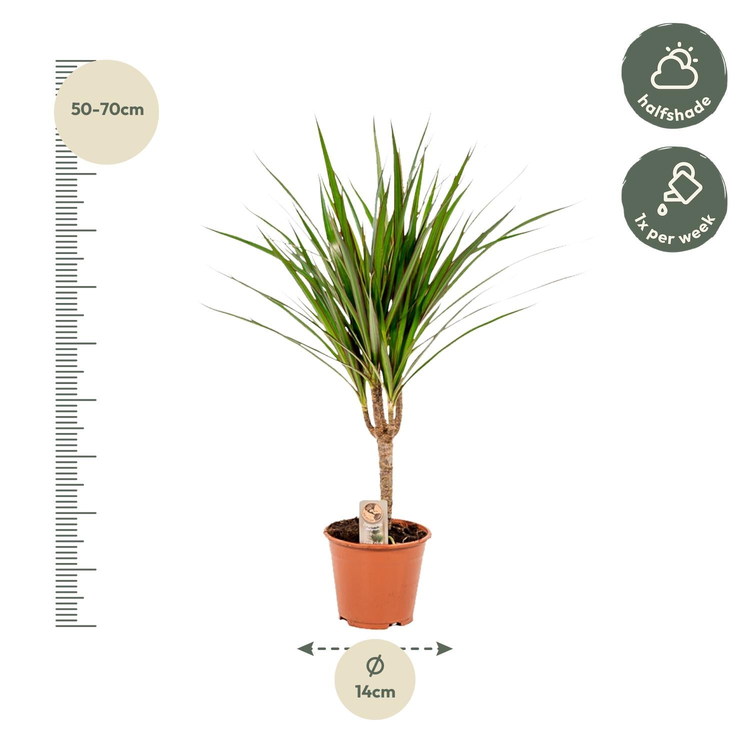 Dracaena Marginata Ø 14 H 60 cm 4