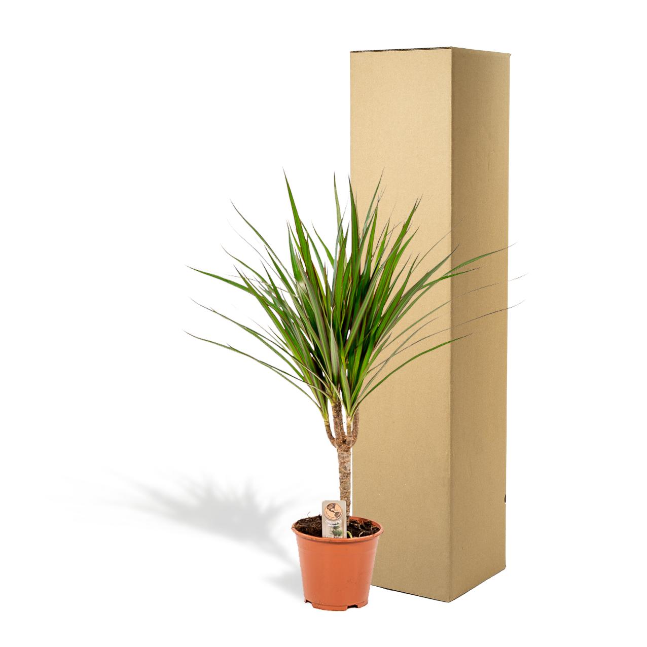 Dracaena Marginata Ø 14 H 60 cm 5