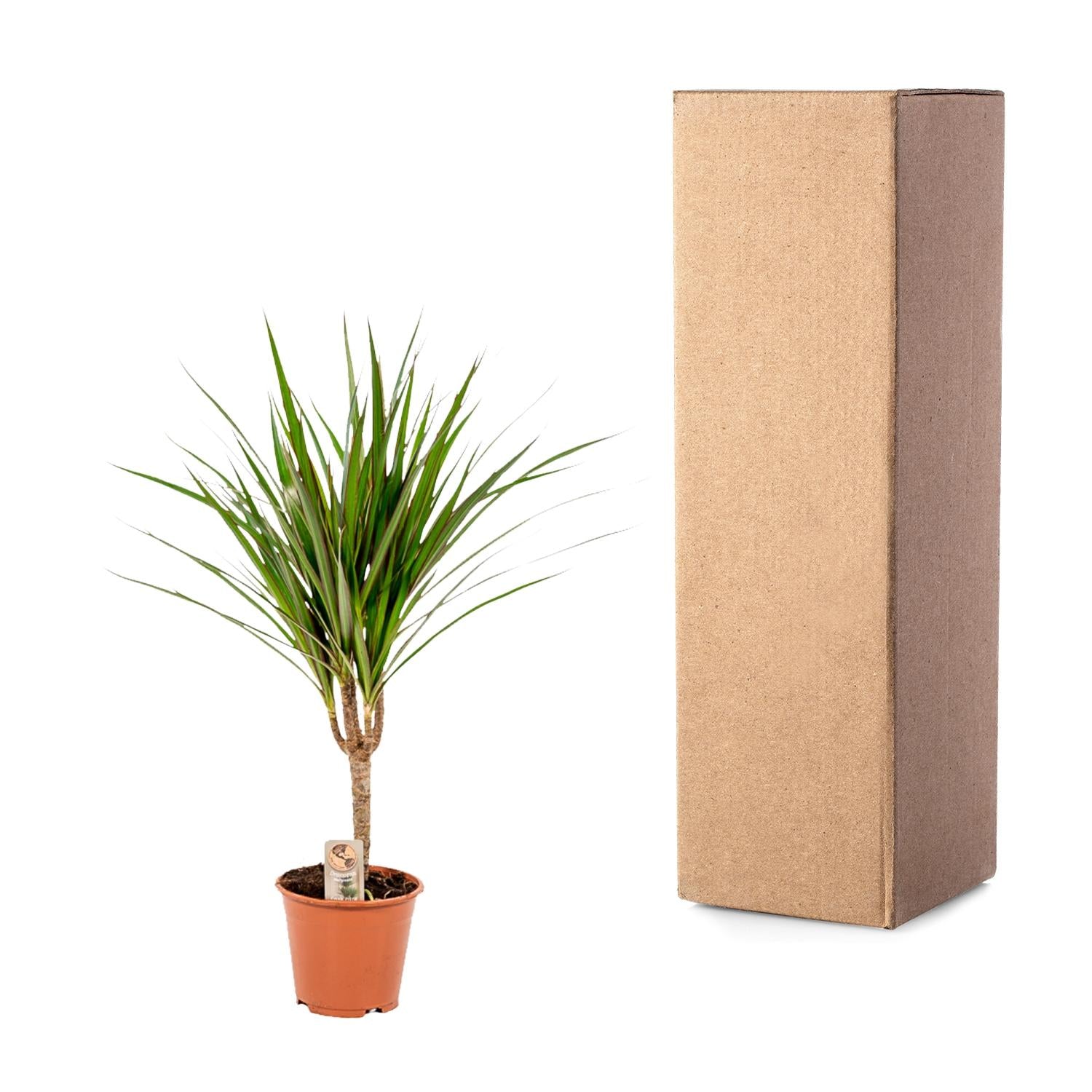 Dracaena Marginata Ø 14 H 60 cm 6