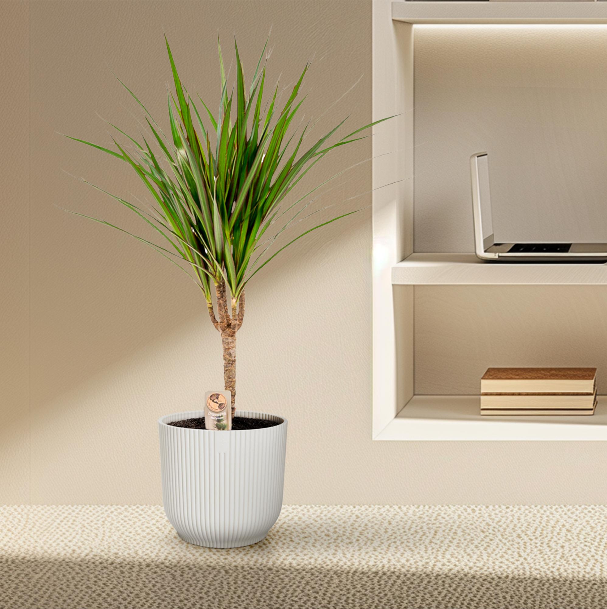Dracaena Marginata Ø 14 H 60 cm 8