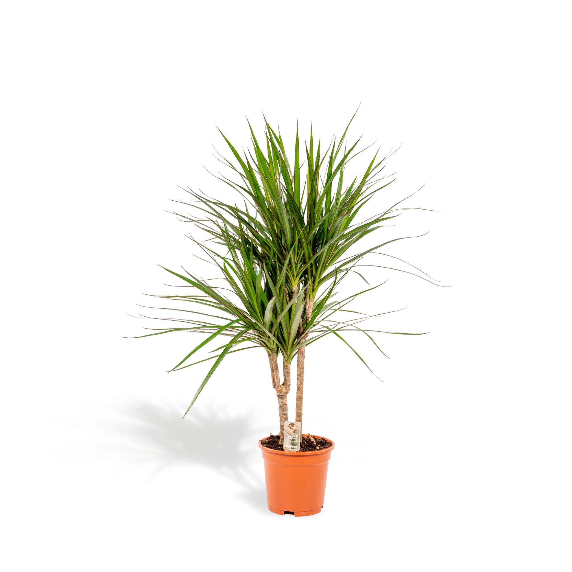 Dracaena Marginata Ø 17 H 90 cm