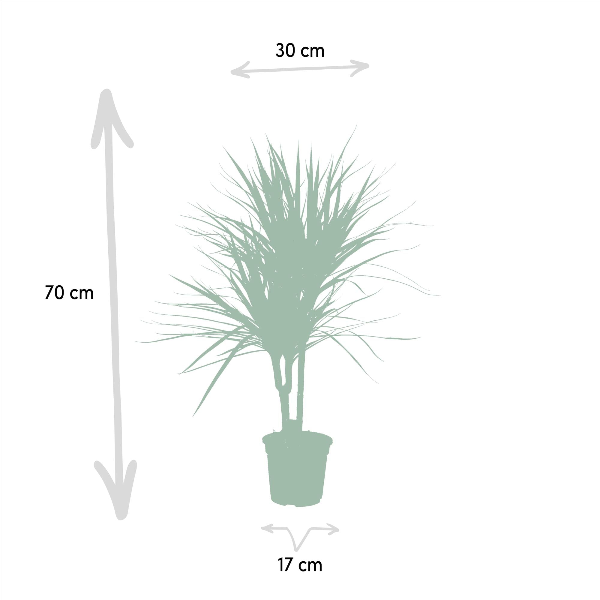 Dracaena Marginata Ø 17 H 90 cm 3