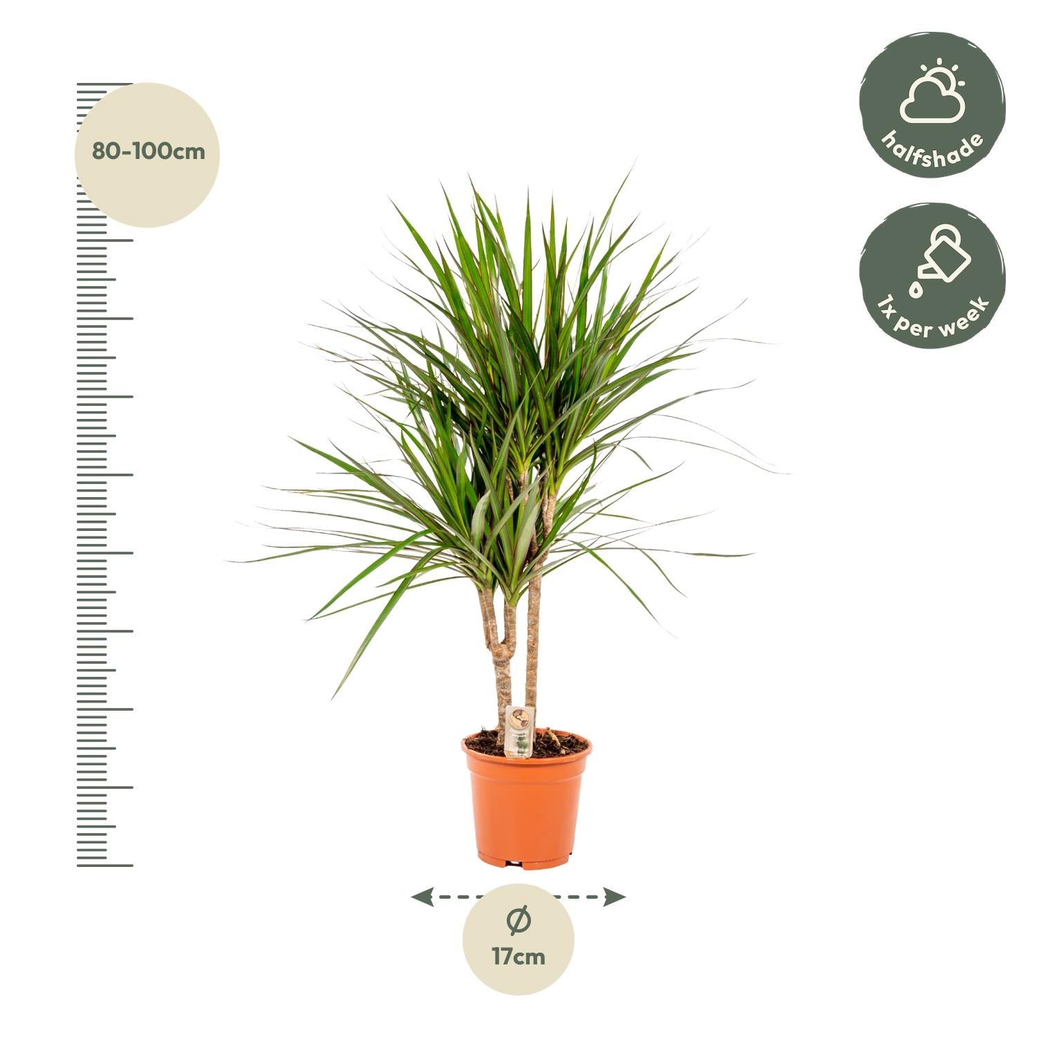 Dracaena Marginata Ø 17 H 90 cm 4