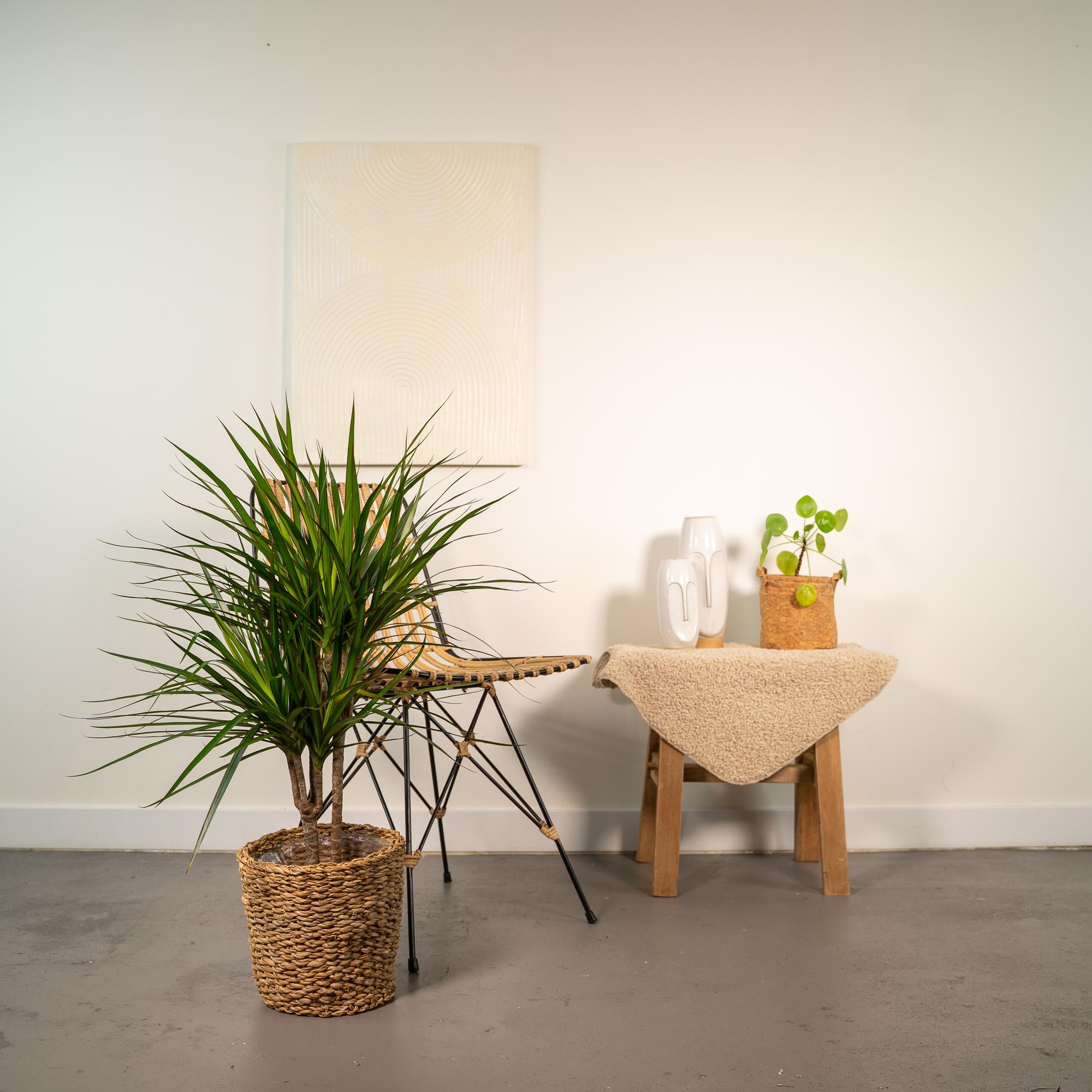Dracaena Marginata Ø 17 H 90 cm 7