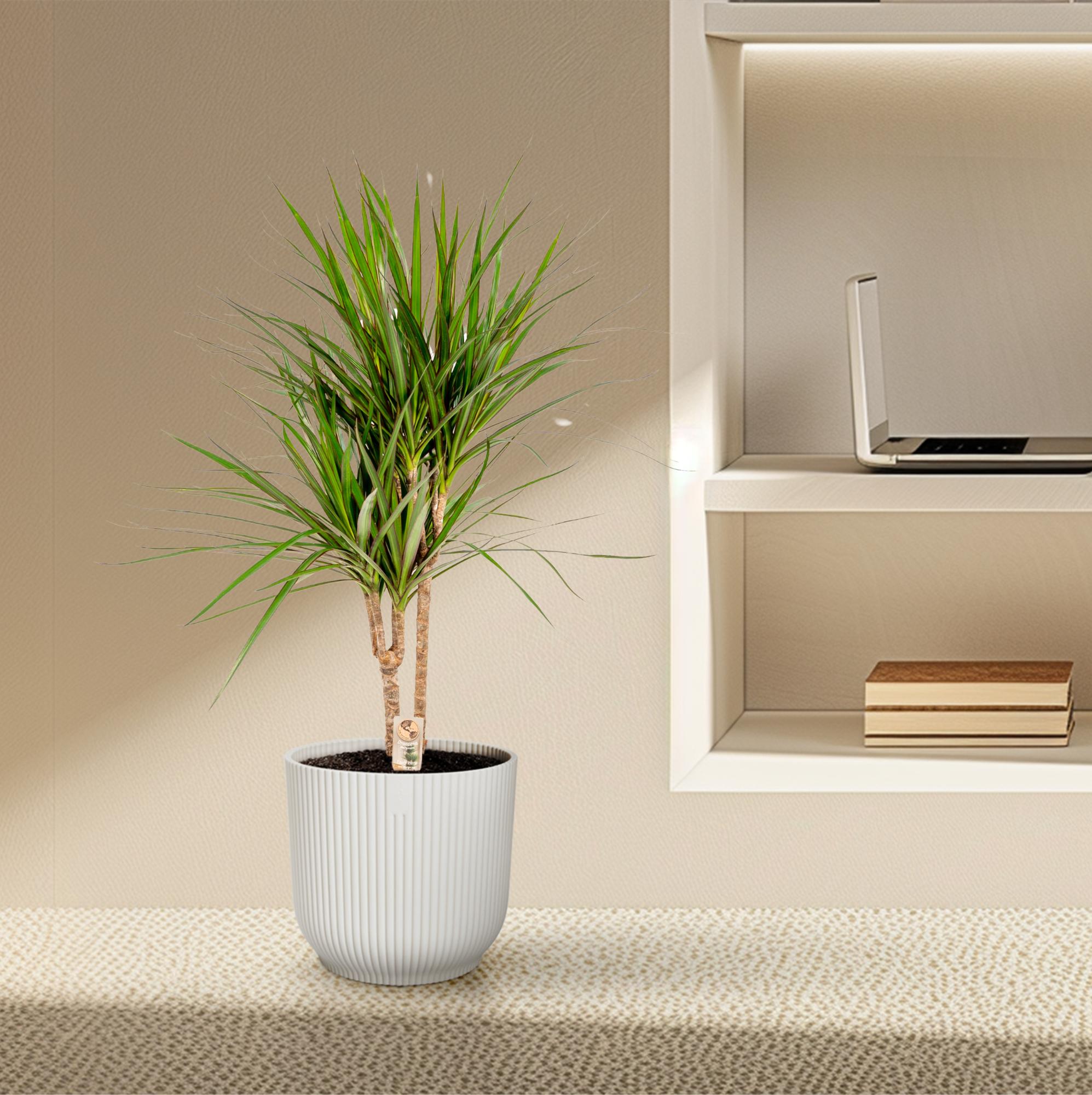 Dracaena Marginata Ø 17 H 90 cm 8