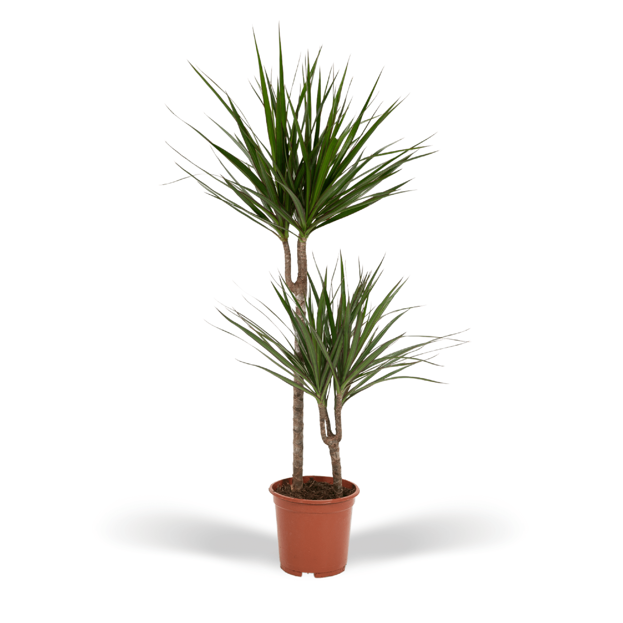 Dracaena Marginata Ø 19 H 100 cm