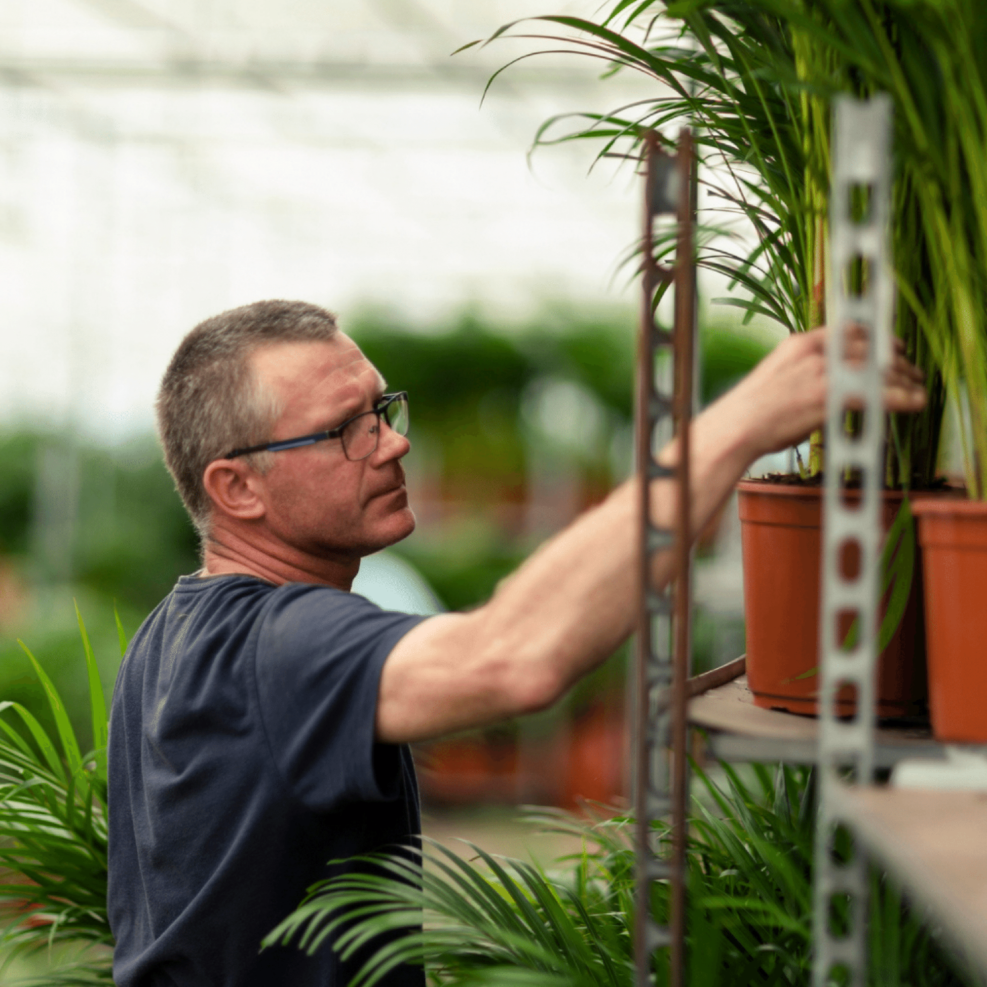 Dracaena Marginata Ø 19 H 100 cm 10