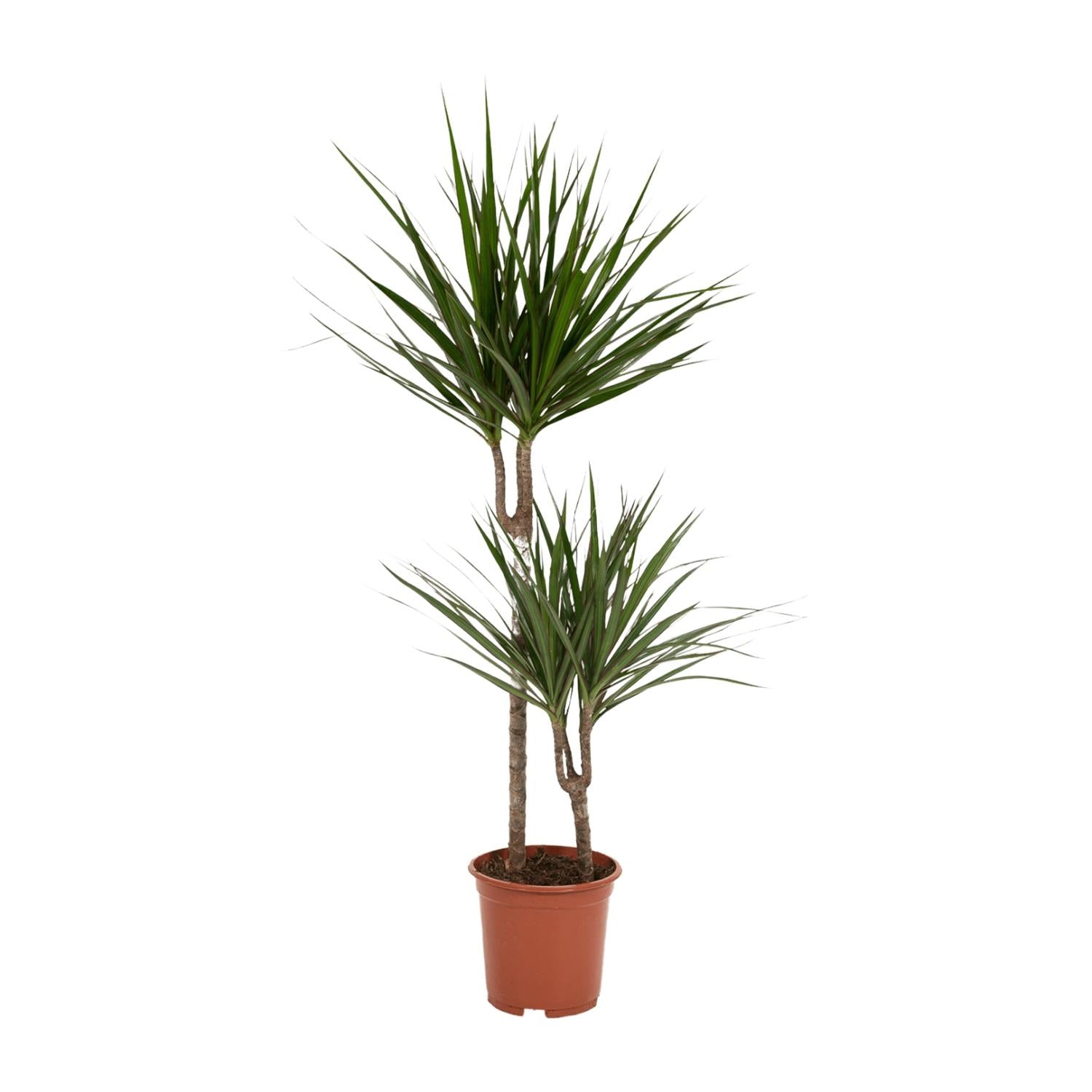 Dracaena Marginata Ø 19 H 100 cm 2
