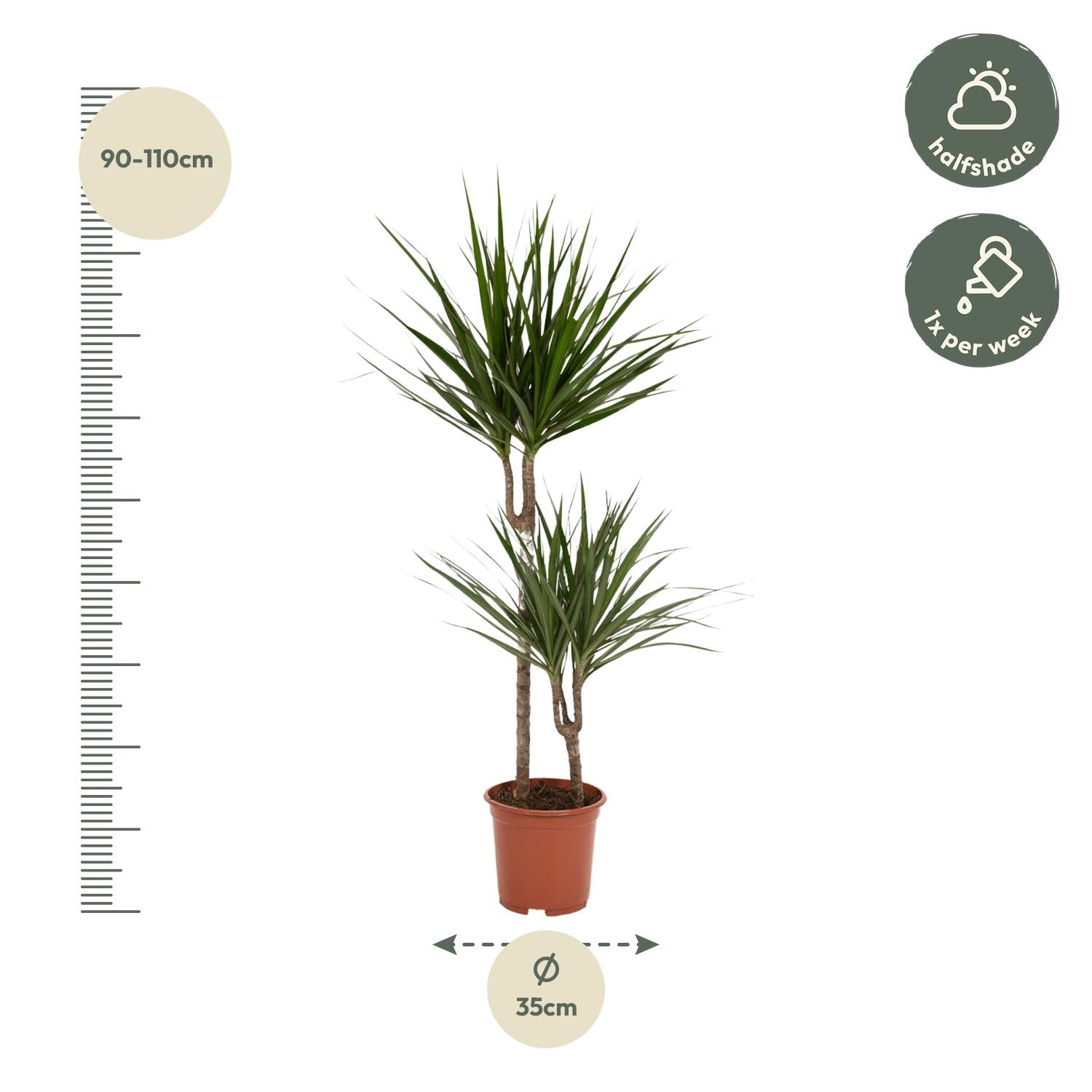 Dracaena Marginata Ø 19 H 100 cm 3