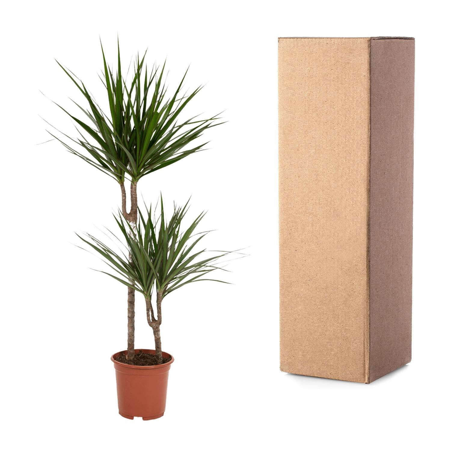 Dracaena Marginata Ø 19 H 100 cm 5