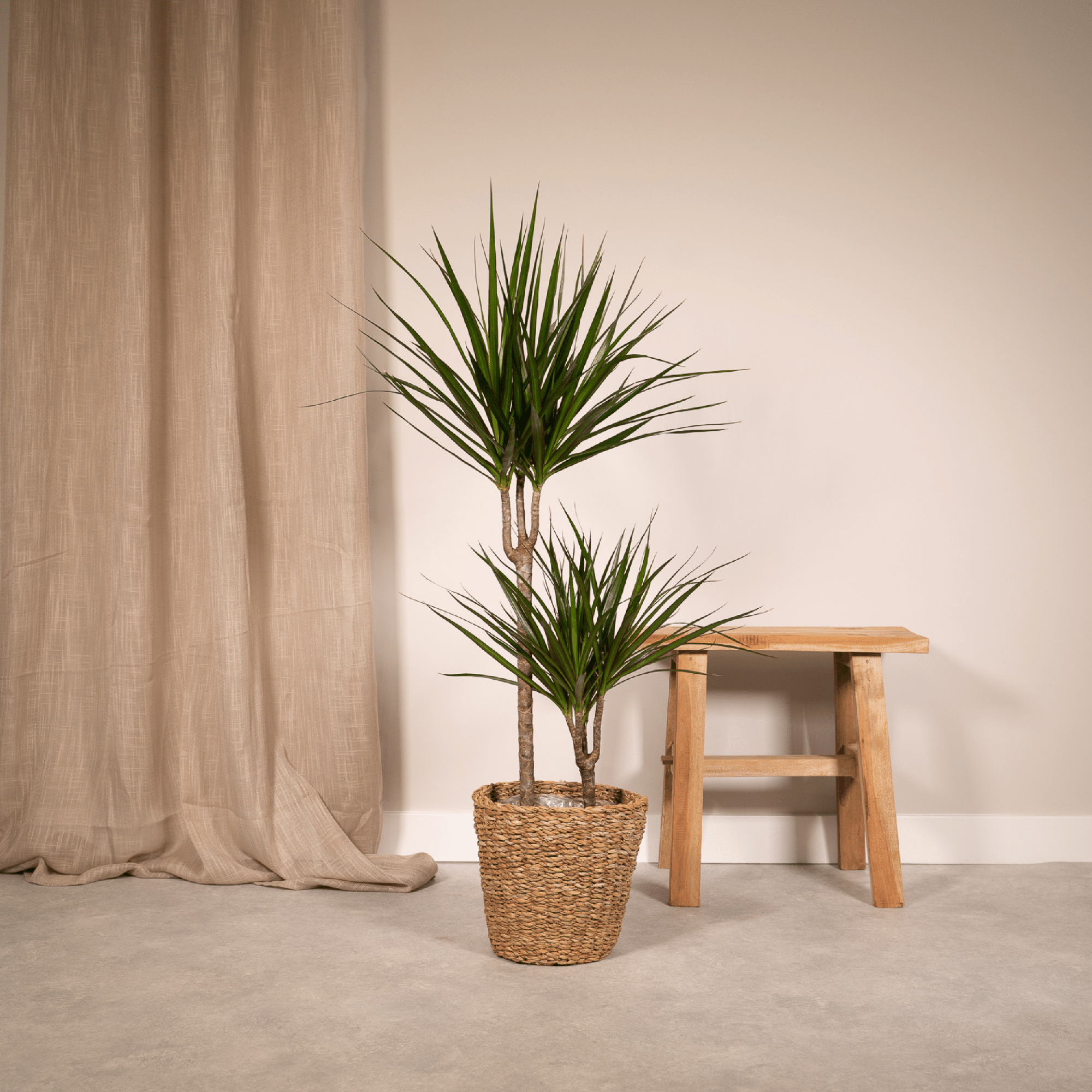 Dracaena Marginata Ø 19 H 100 cm 6