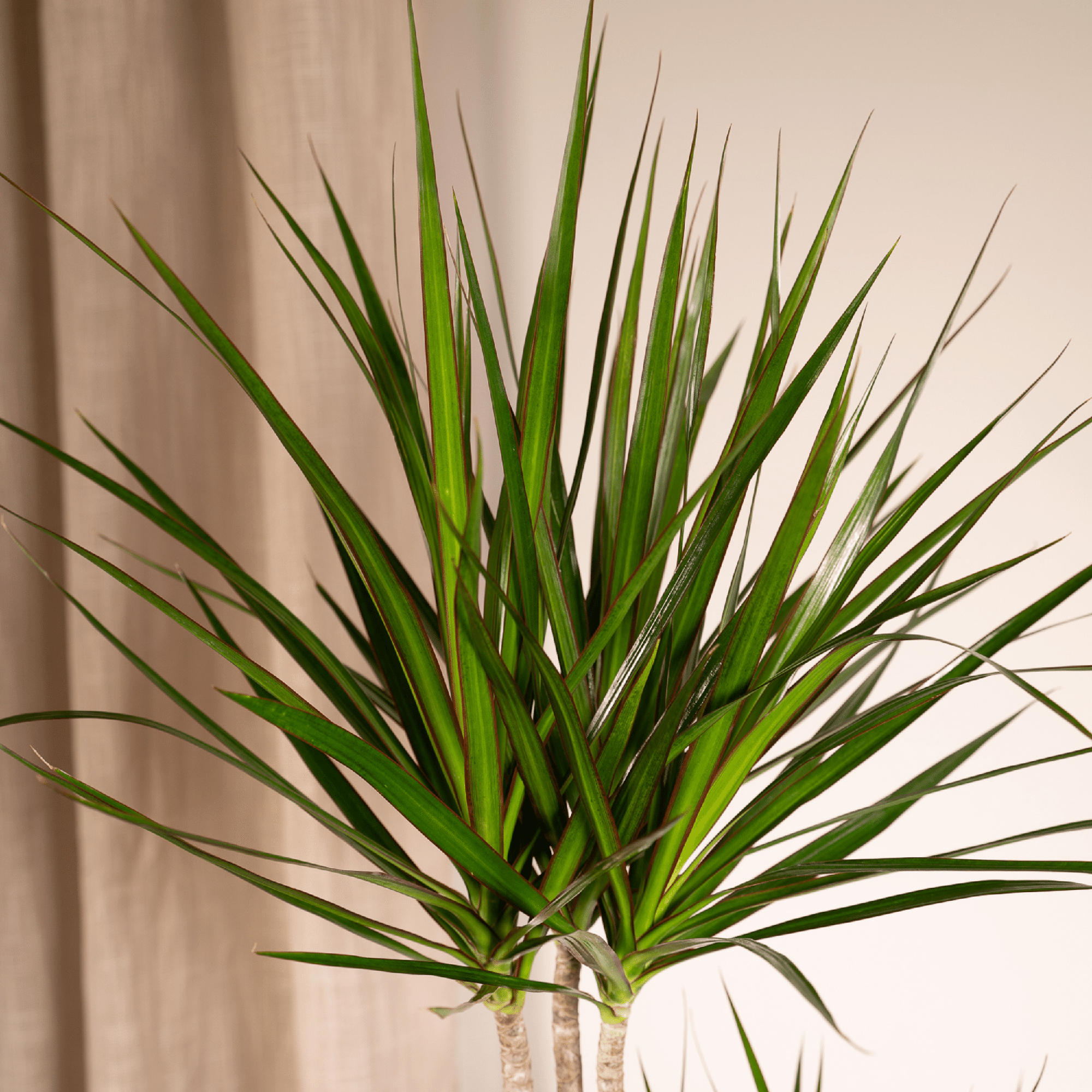 Dracaena Marginata Ø 19 H 100 cm 7
