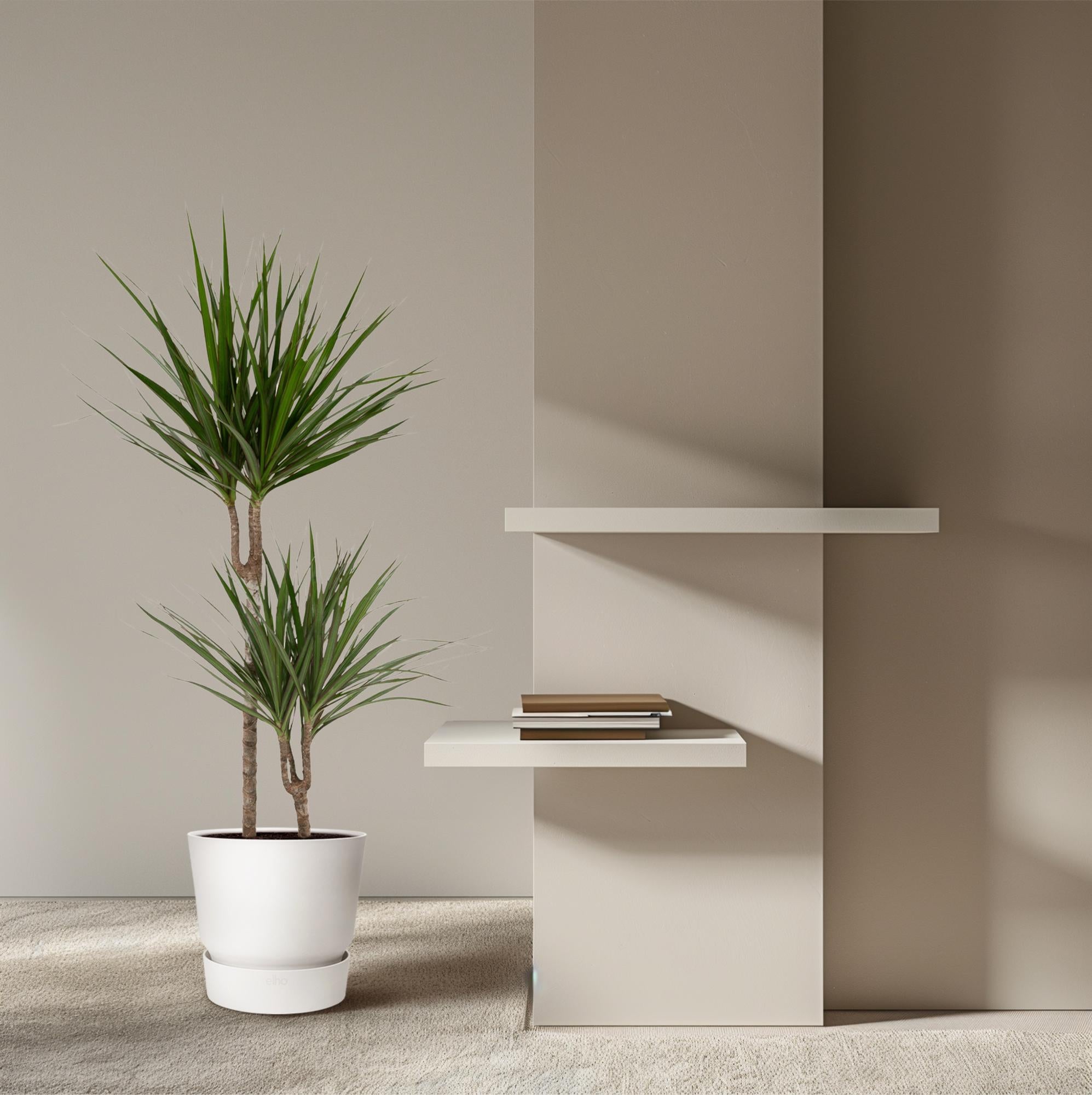 Dracaena Marginata Ø 19 H 100 cm 8