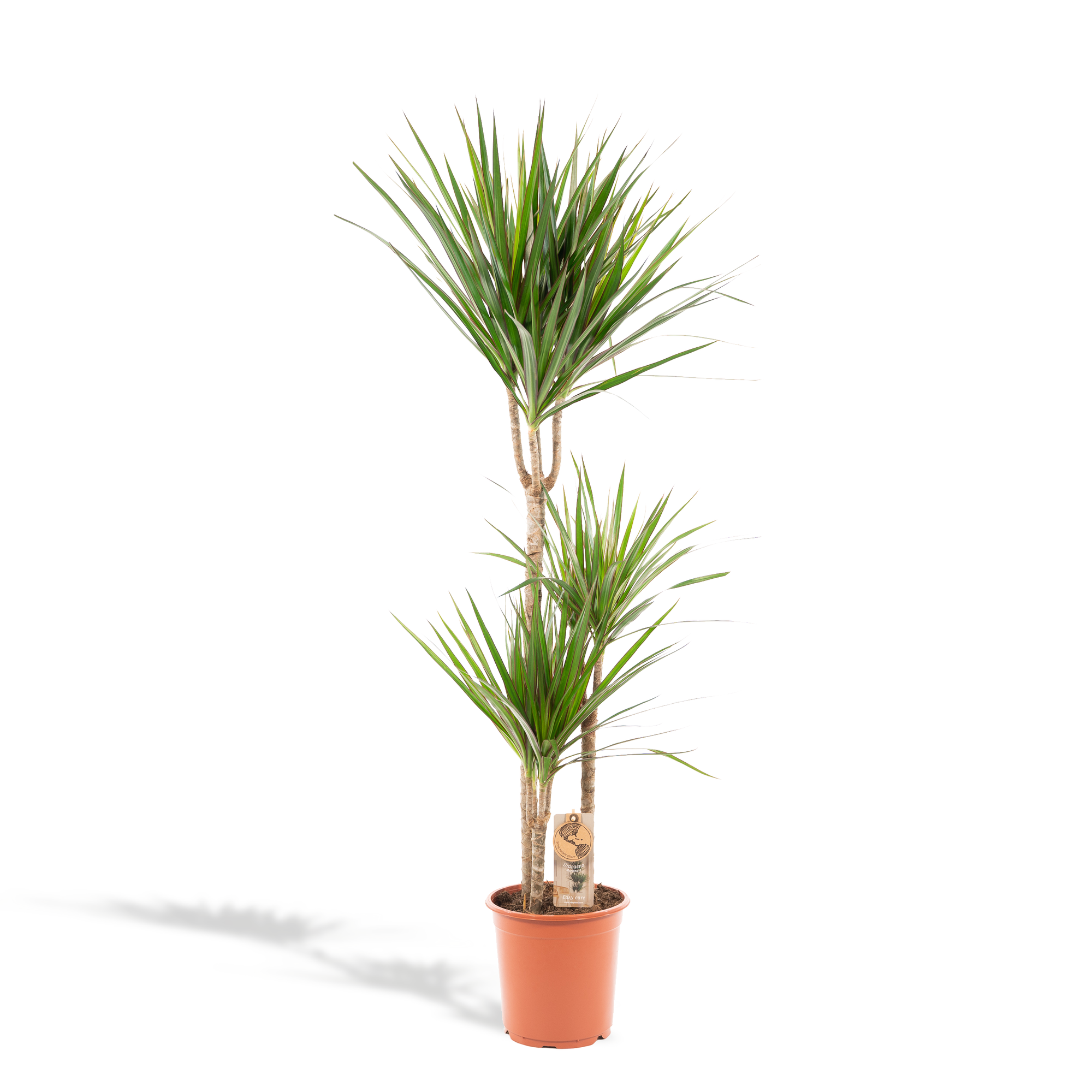 Dracaena Marginata Ø 21 H 120 cm