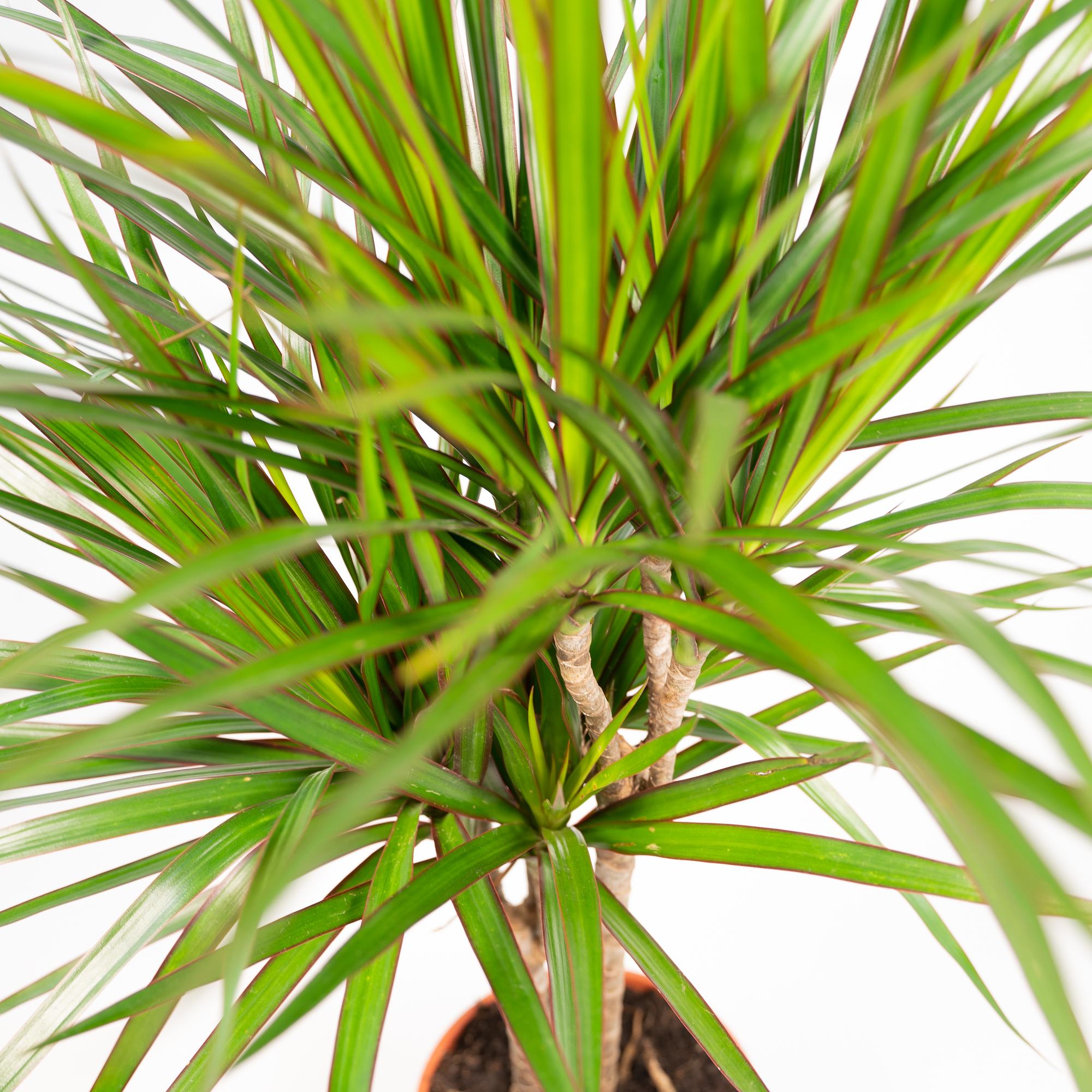 Dracaena Marginata Ø 21 H 120 cm 10
