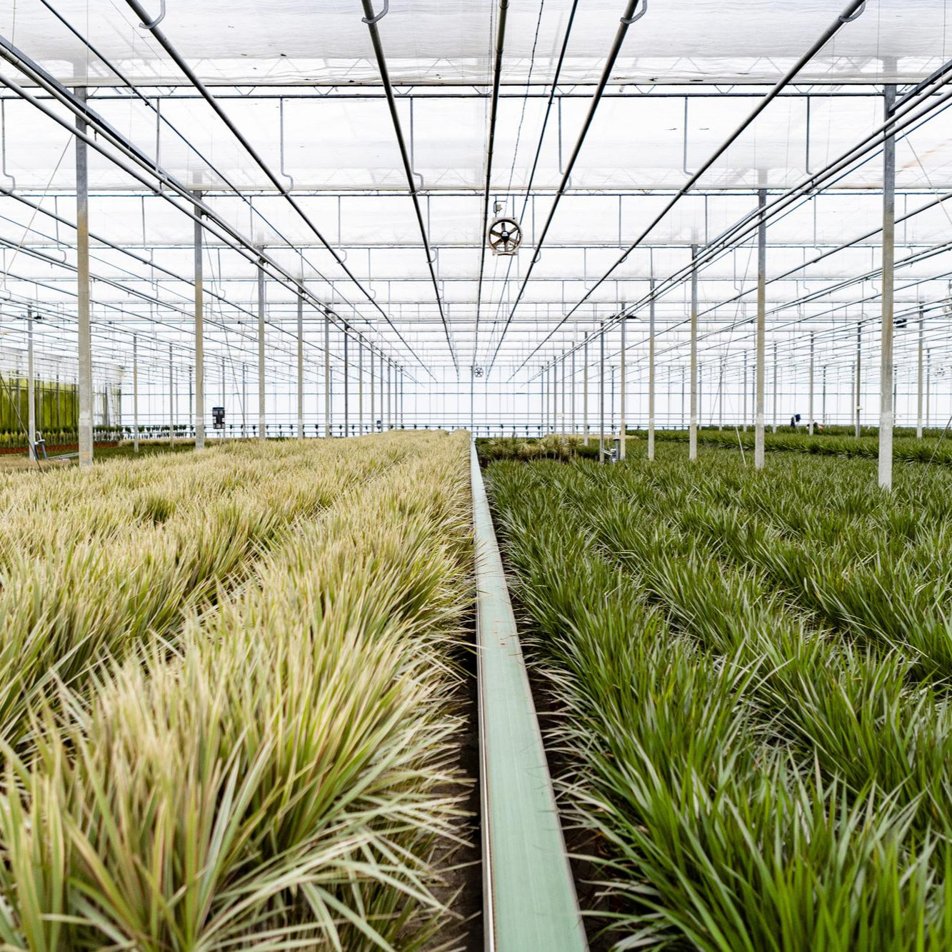 Dracaena Marginata Ø 21 H 120 cm 11