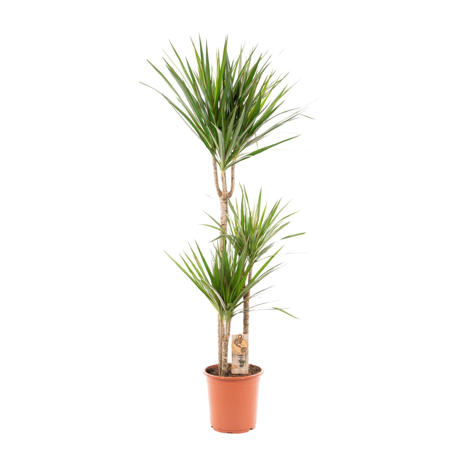 Dracaena Marginata Ø 21 H 120 cm 2