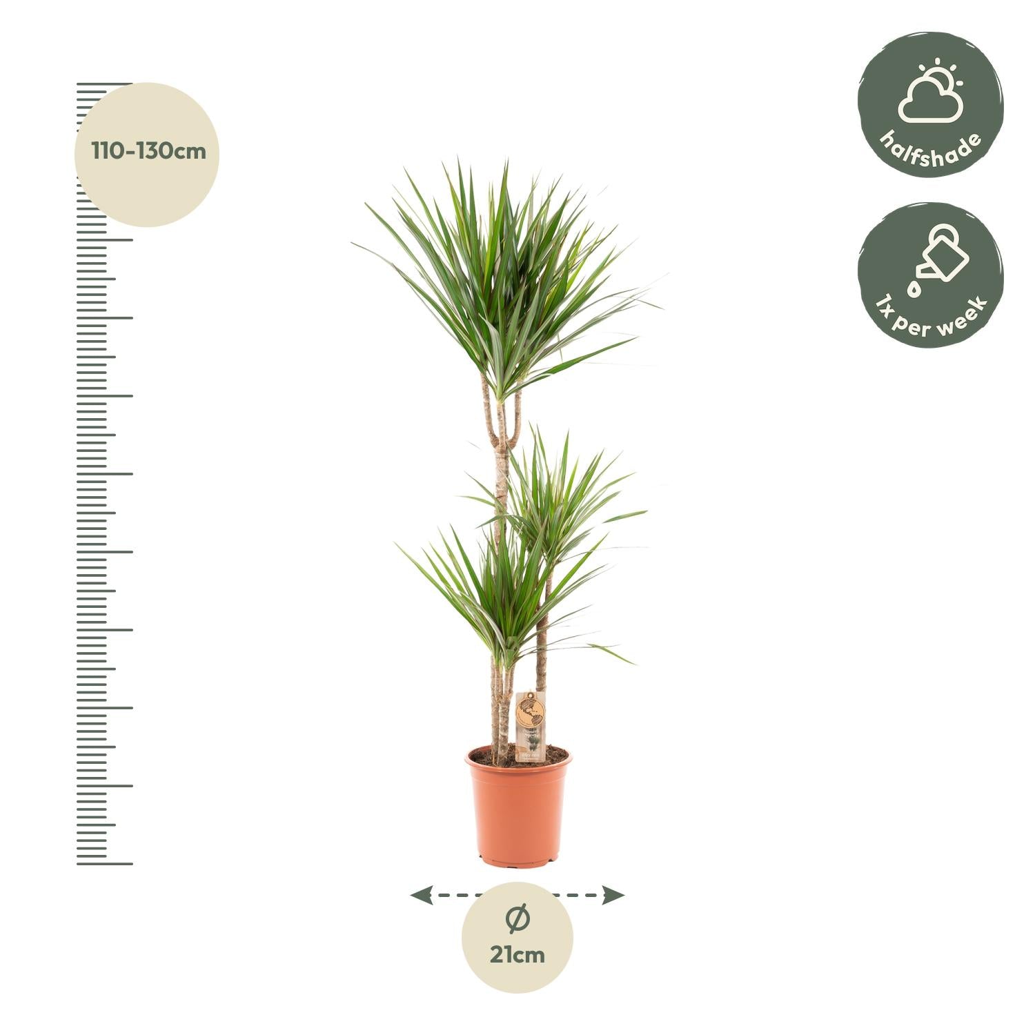 Dracaena Marginata Ø 21 H 120 cm 4