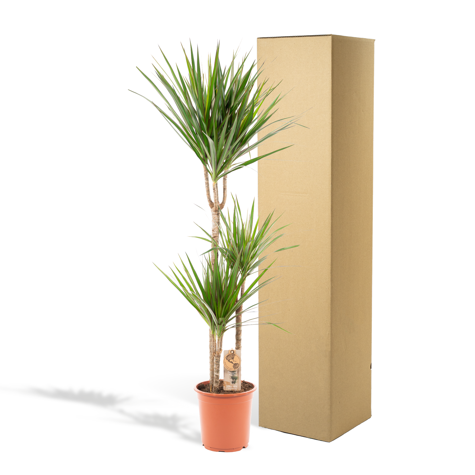 Dracaena Marginata Ø 21 H 120 cm 5