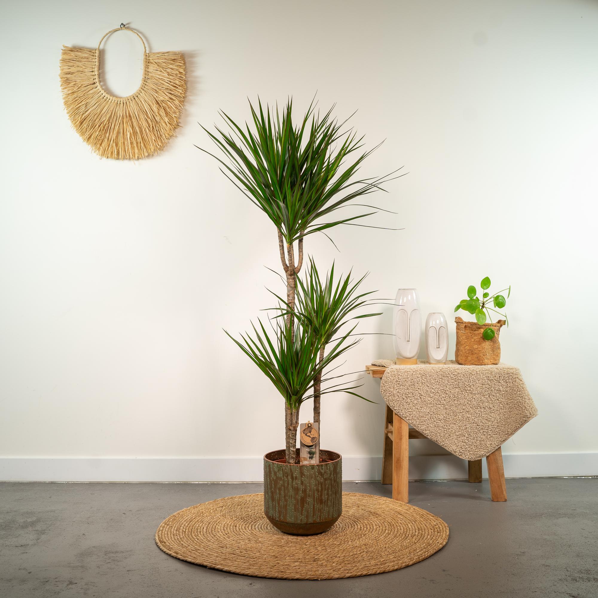 Dracaena Marginata Ø 21 H 120 cm 7