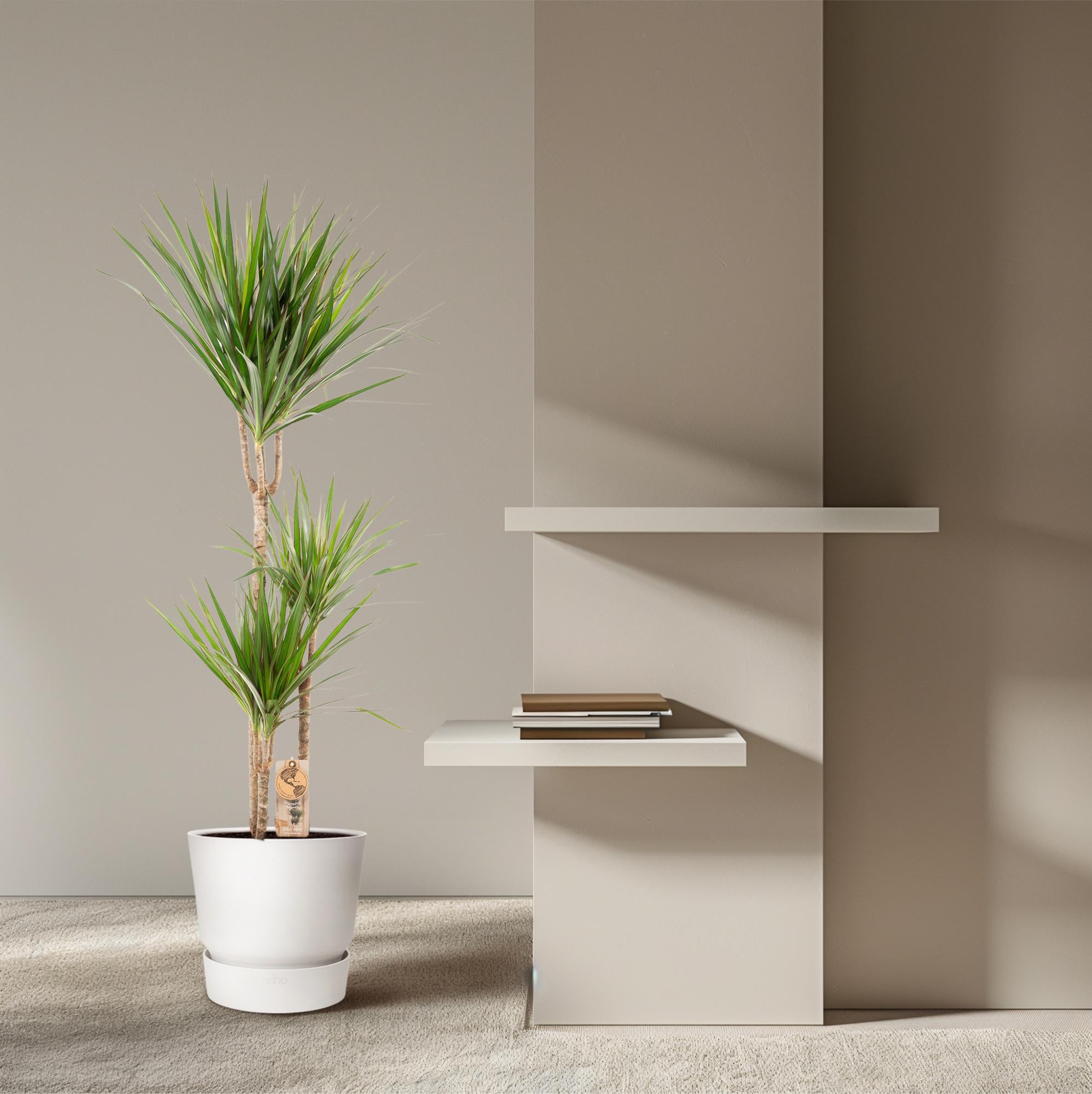 Dracaena Marginata Ø 21 H 120 cm 8