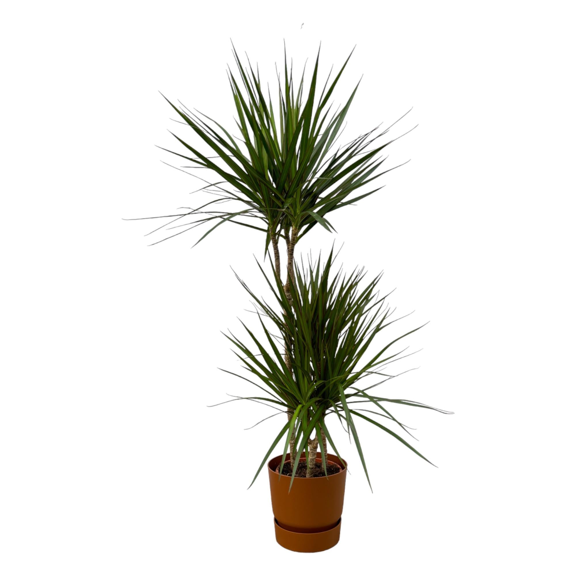 Dracaena Marginata Ø 21 H 120 cm Inclusief Elho Greenville Round Bruin Ø 24 H 23 cm