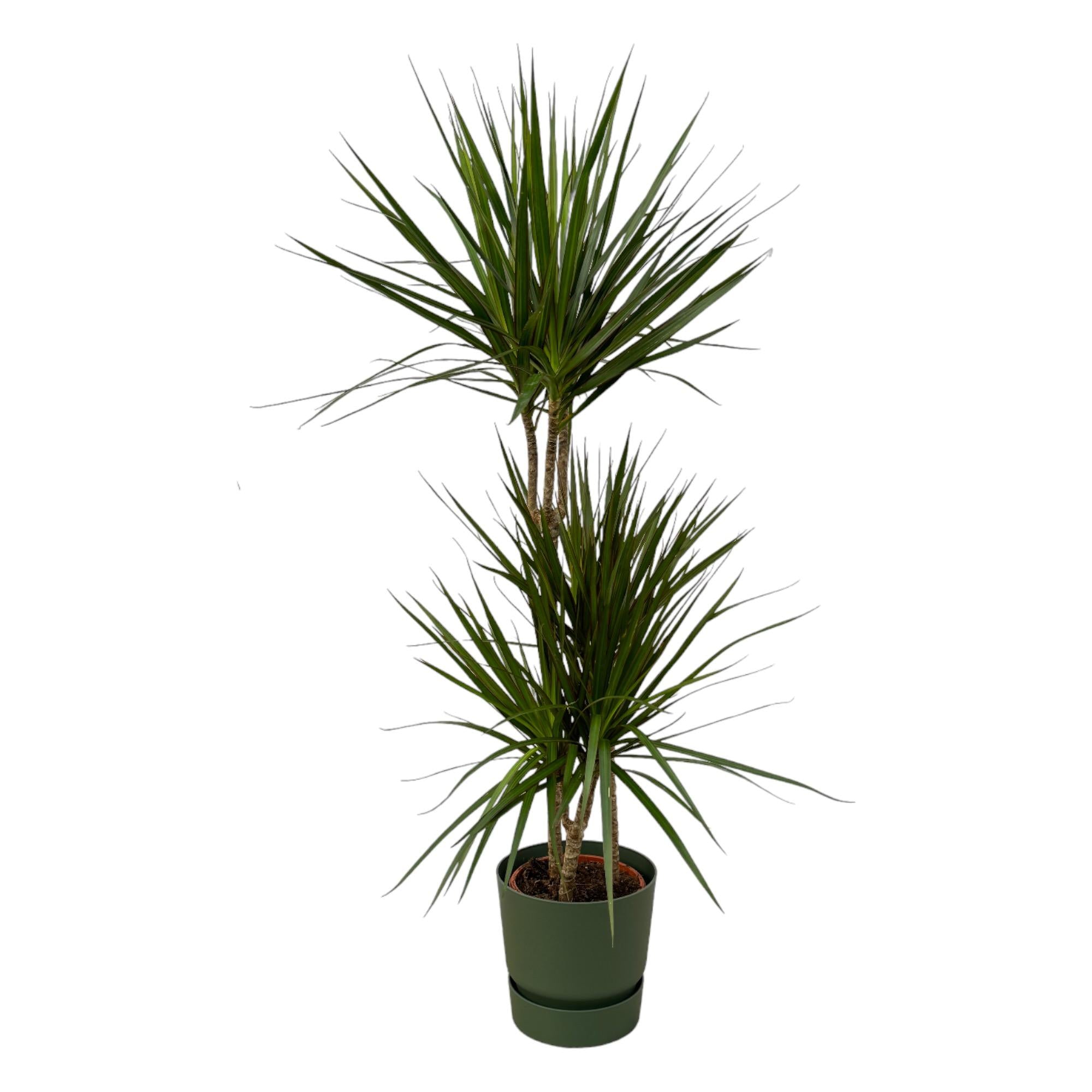 Dracaena Marginata Ø 21 H 120 cm Inclusief Elho Greenville Round Groen Ø 24 H 23 cm