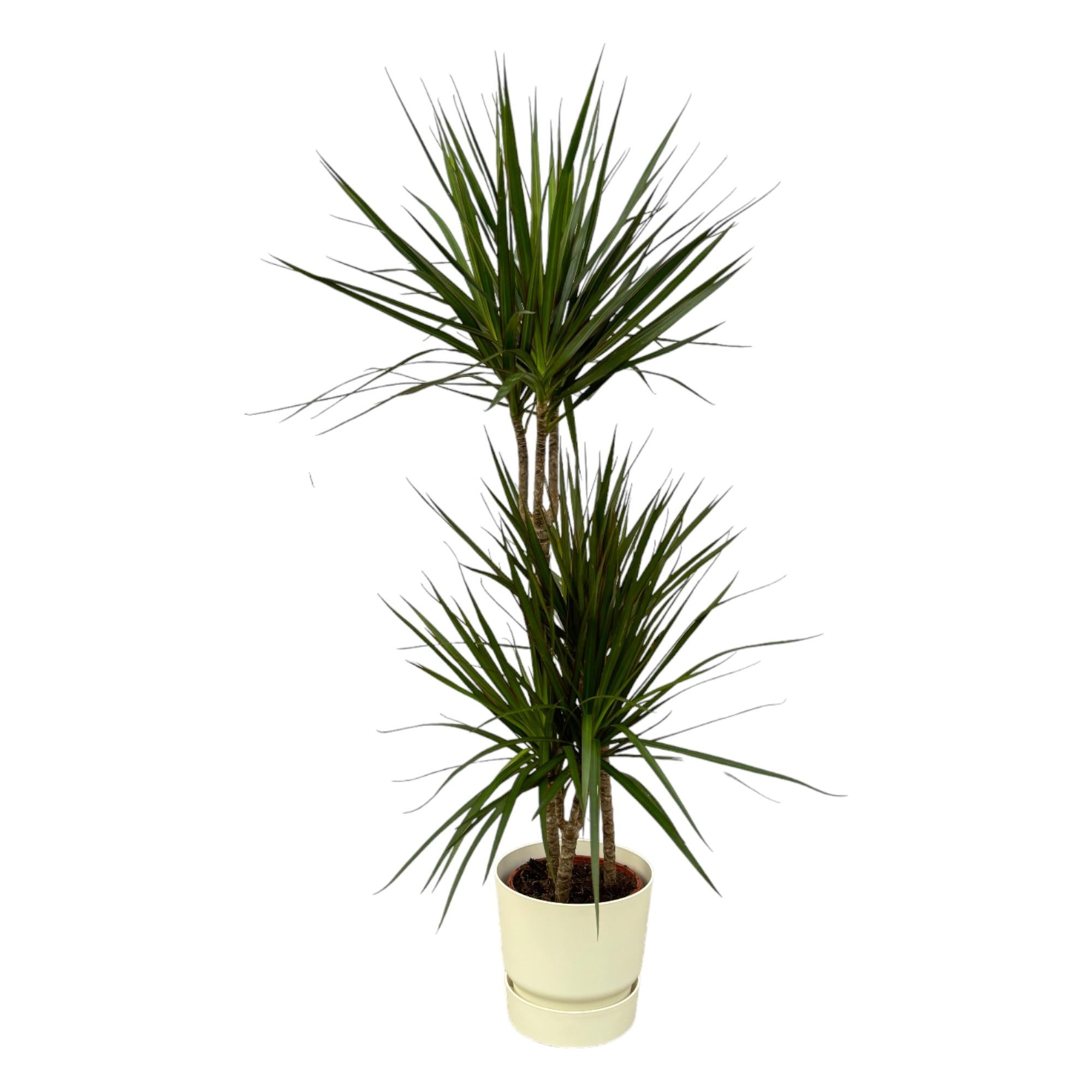 Dracaena Marginata Ø 21 H 120 cm Inclusief Elho Greenville Round Wit Ø 24 H 23 cm
