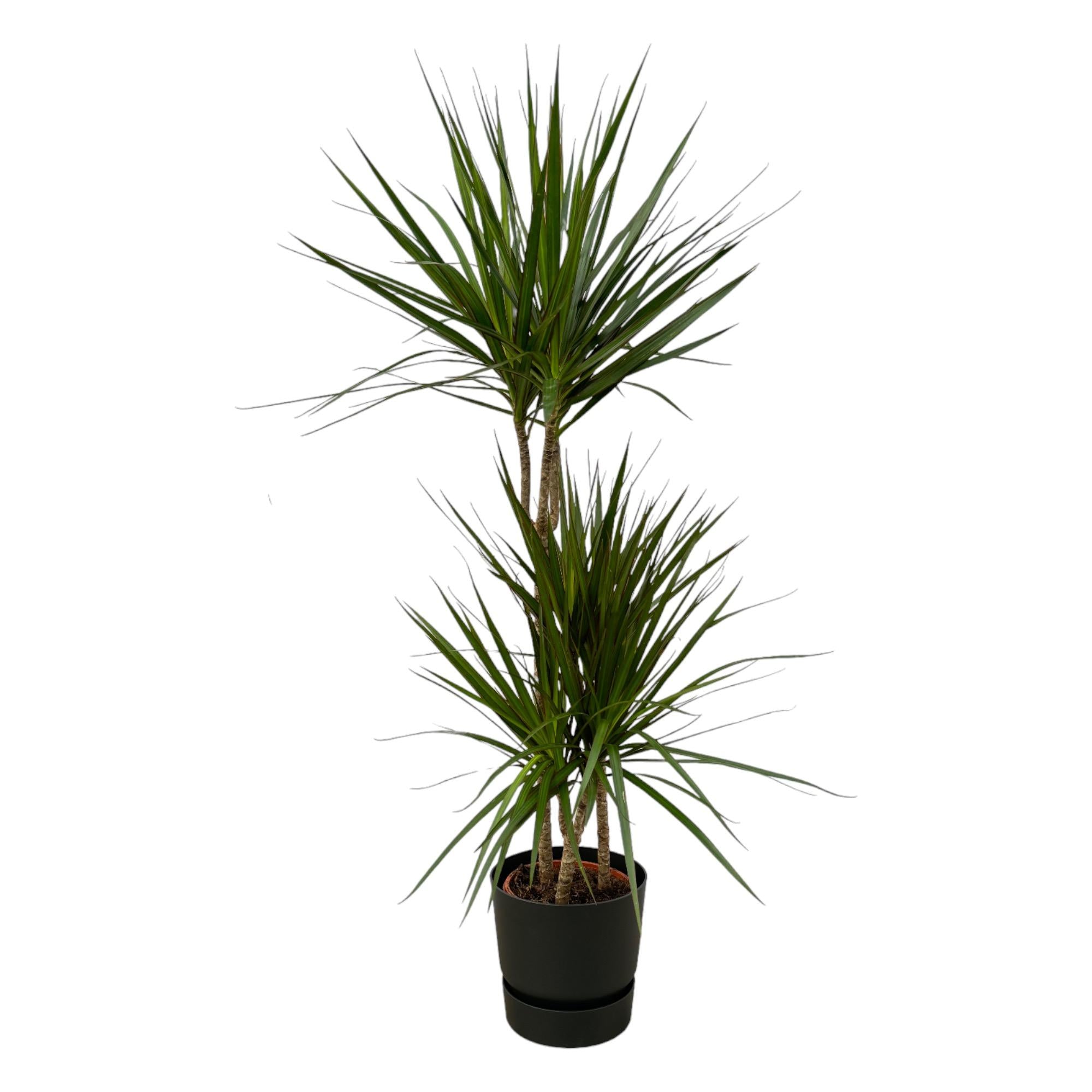 Dracaena Marginata Ø 21 H 120 cm Inclusief Elho Greenville Round Zwart Ø 24 H 23 cm