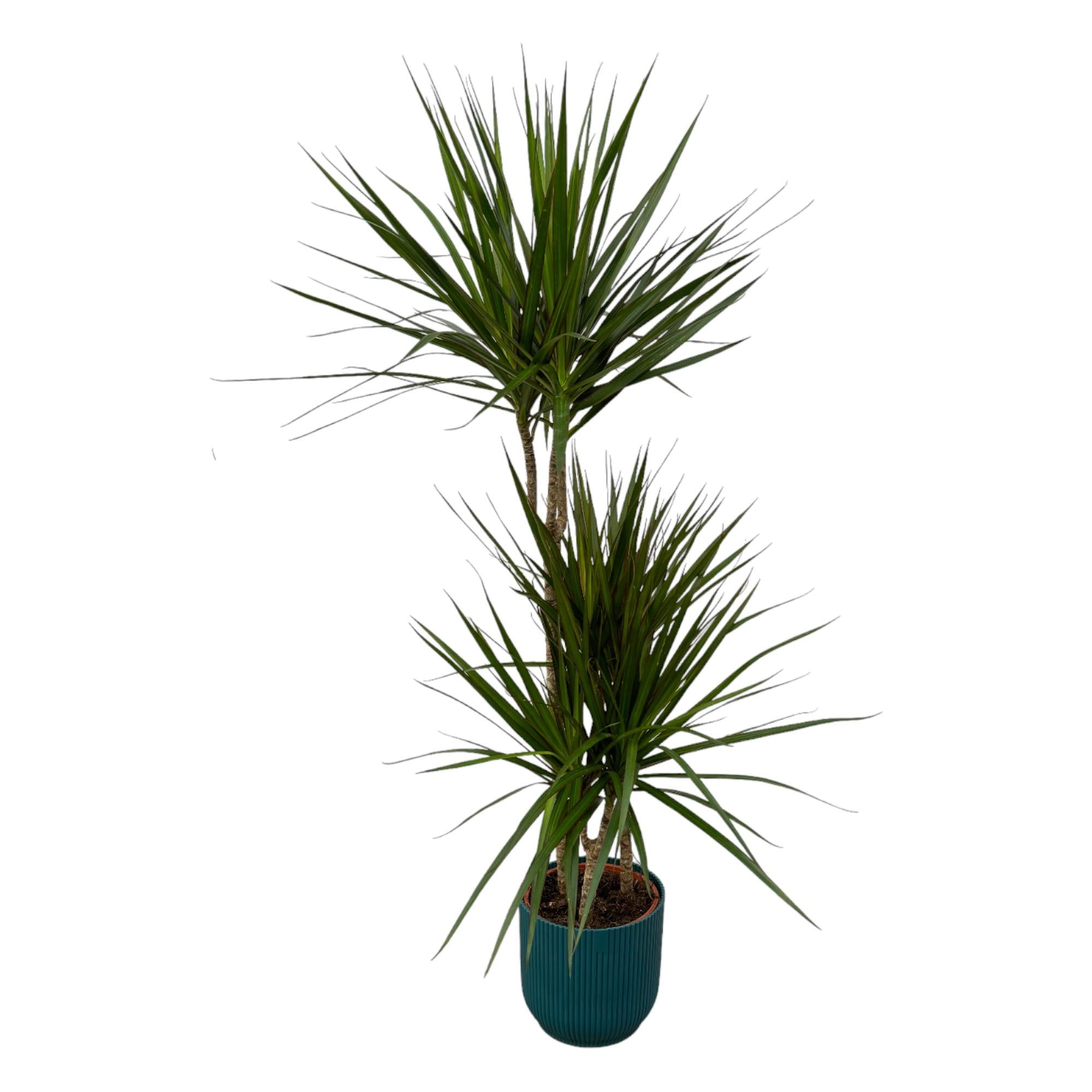 Dracaena Marginata Ø 21 H 120 cm Inclusief Elho Vibes Fold Round Blauw Ø 22 H 20 cm