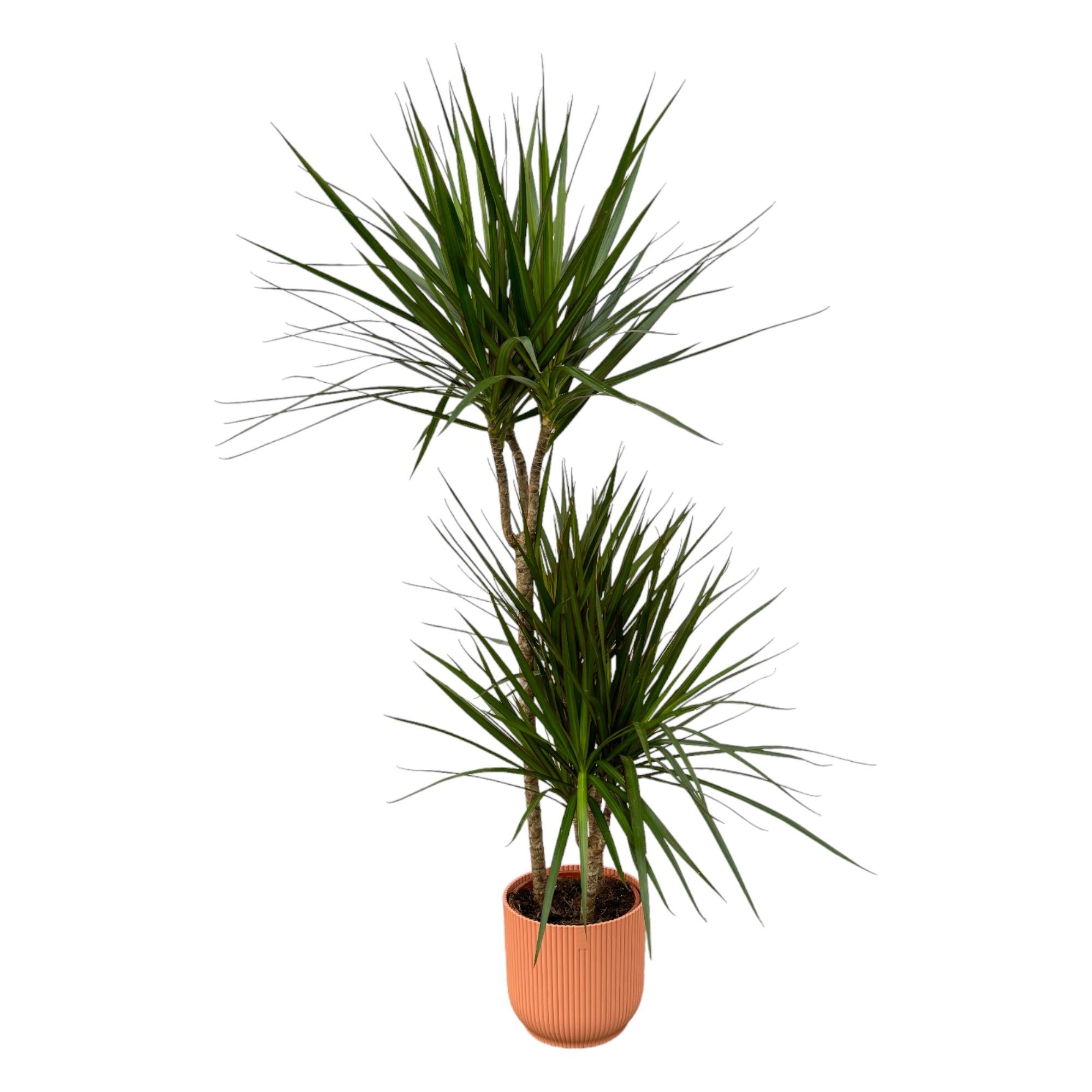 Dracaena Marginata Ø 21 H 120 cm Inclusief Elho Vibes Fold Round Roze Ø 22 H 20 cm