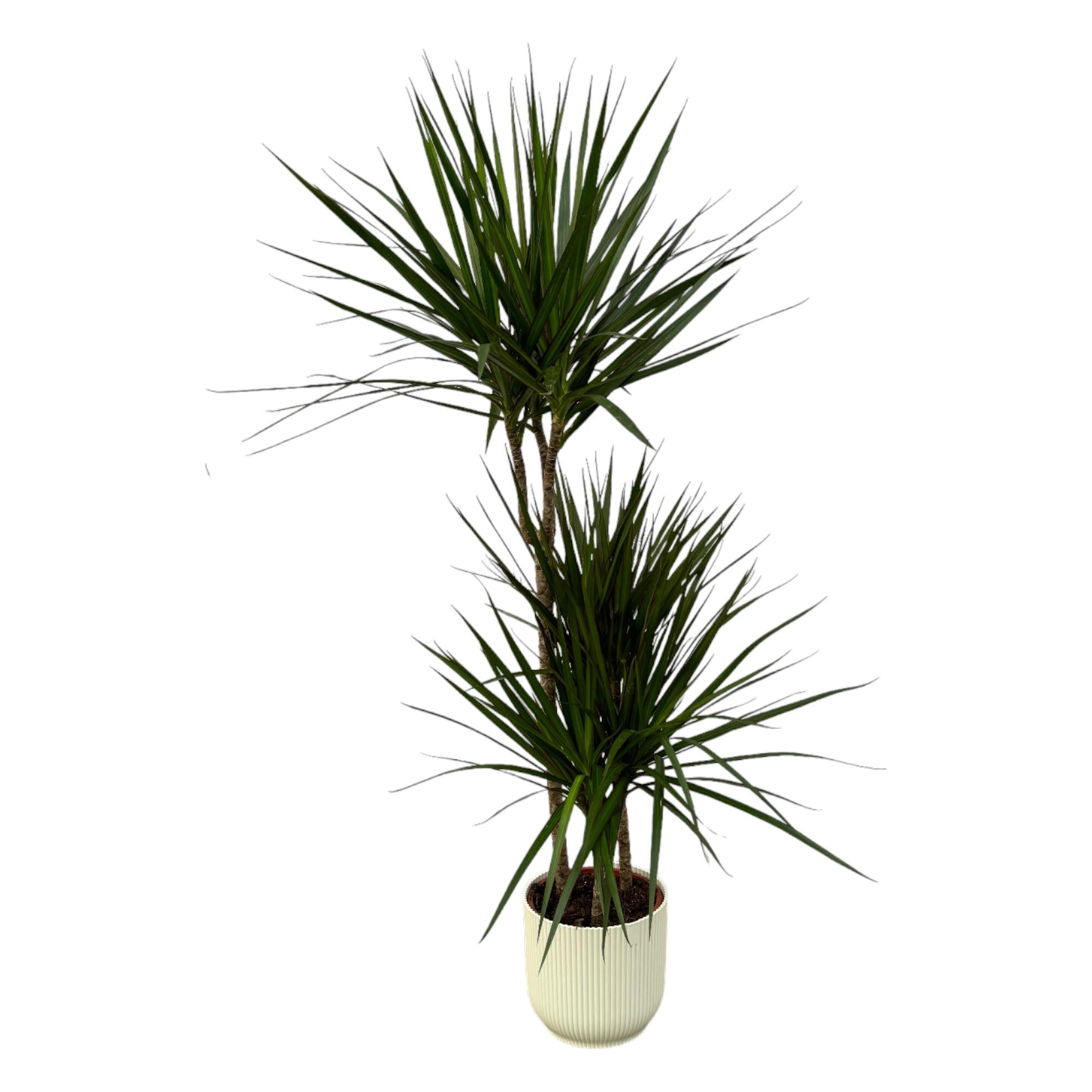 Dracaena Marginata Ø 21 H 120 cm Inclusief Elho Vibes Fold Round Wit Ø 22 H 20 cm