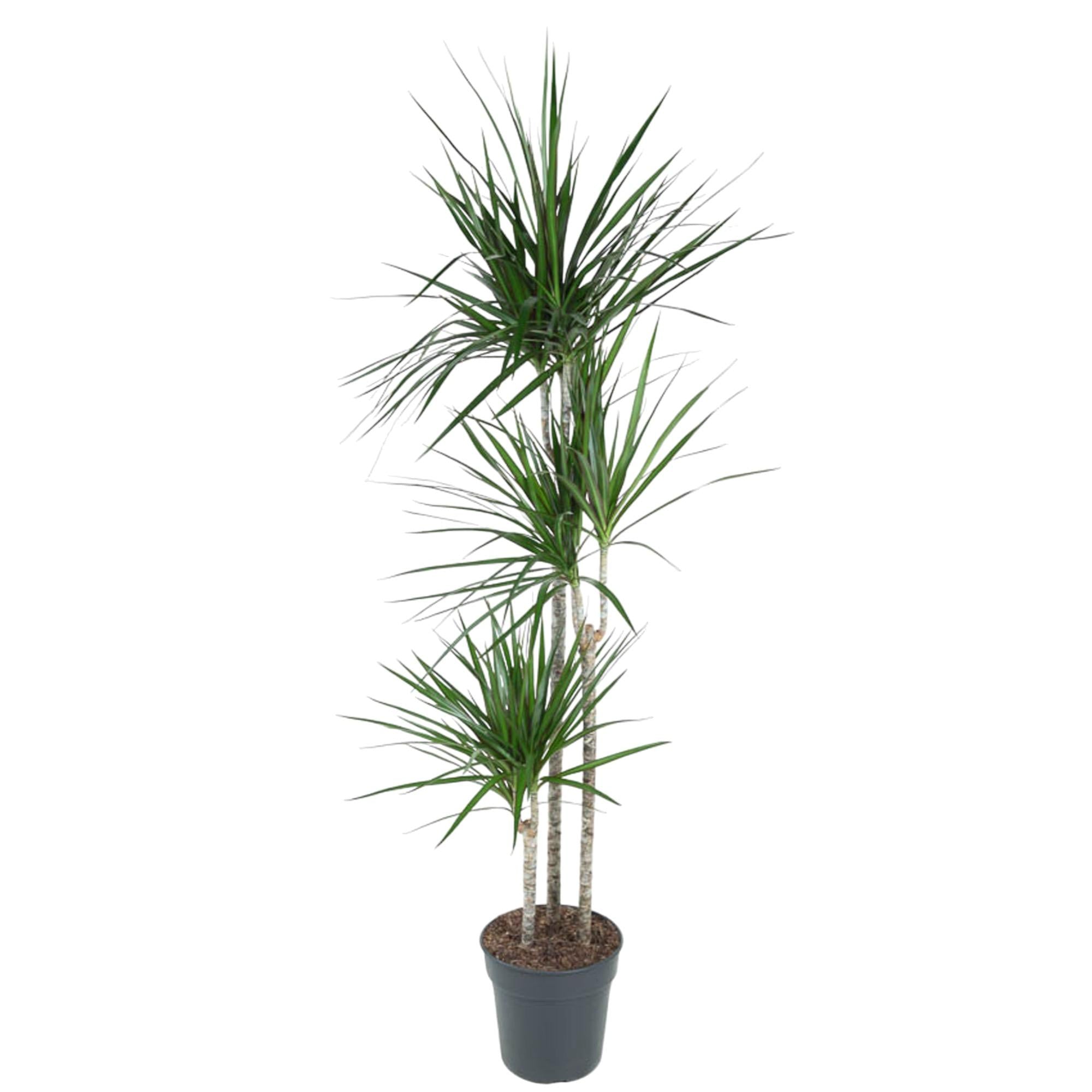 Dracaena Marginata Ø 24 H 160 cm