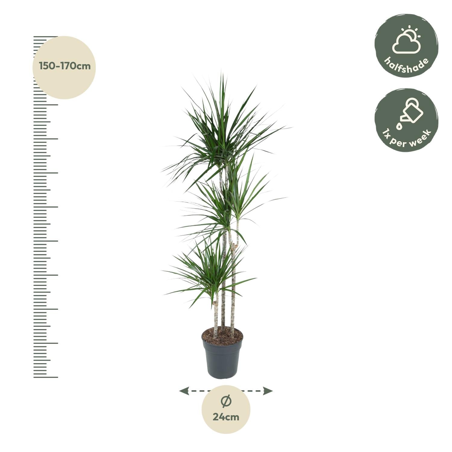 Dracaena Marginata Ø 24 H 160 cm 2