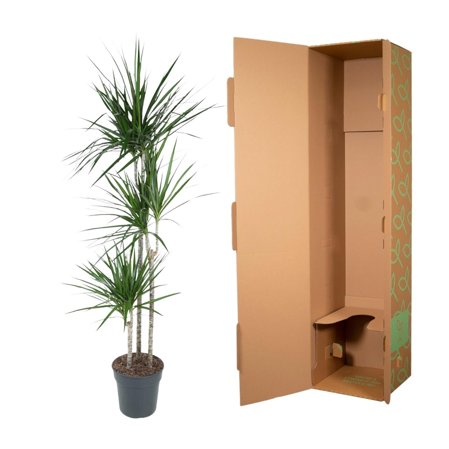 Dracaena Marginata Ø 24 H 160 cm 3