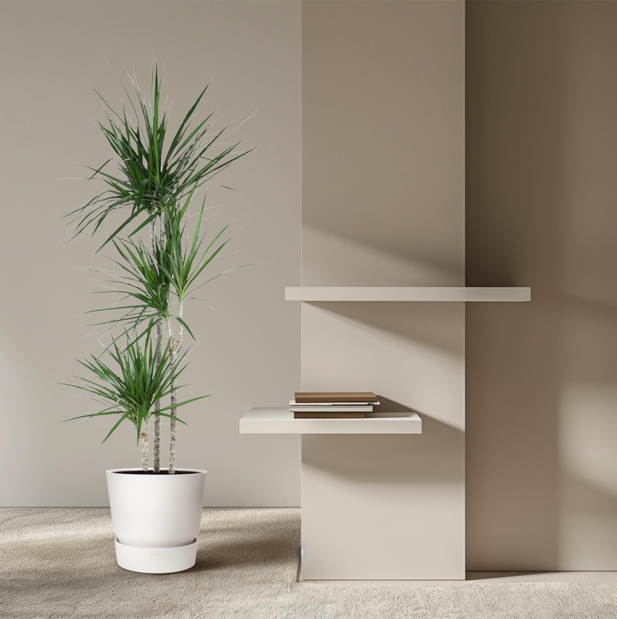 Dracaena Marginata Ø 24 H 160 cm 4