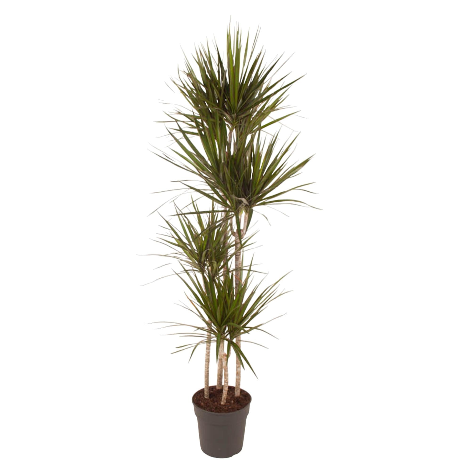 Dracaena Marginata Ø 27 H 180 cm