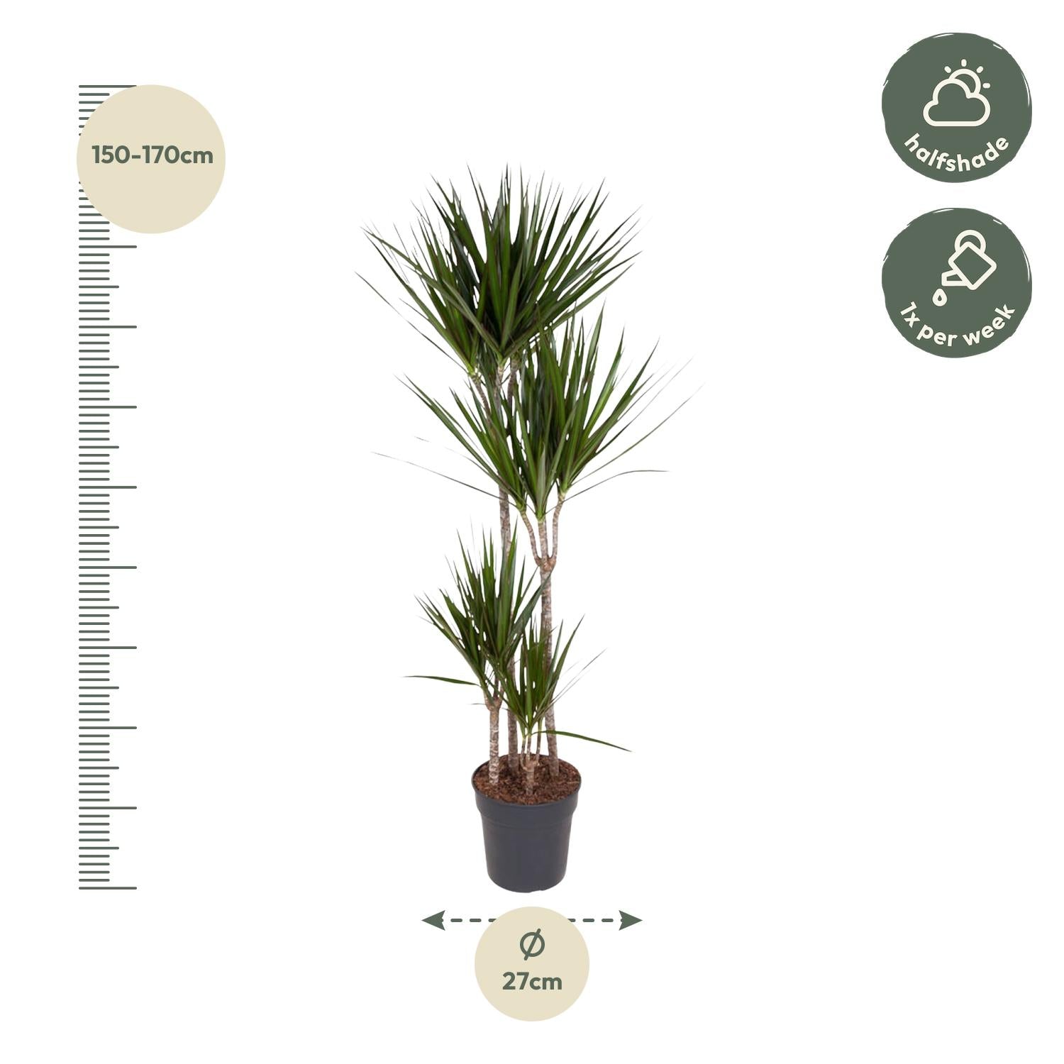 Dracaena Marginata Ø 27 H 180 cm 2