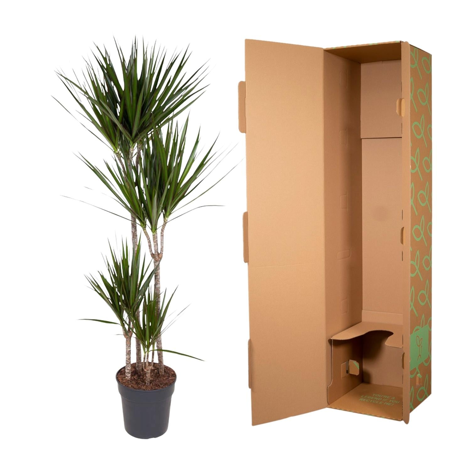 Dracaena Marginata Ø 27 H 180 cm 3
