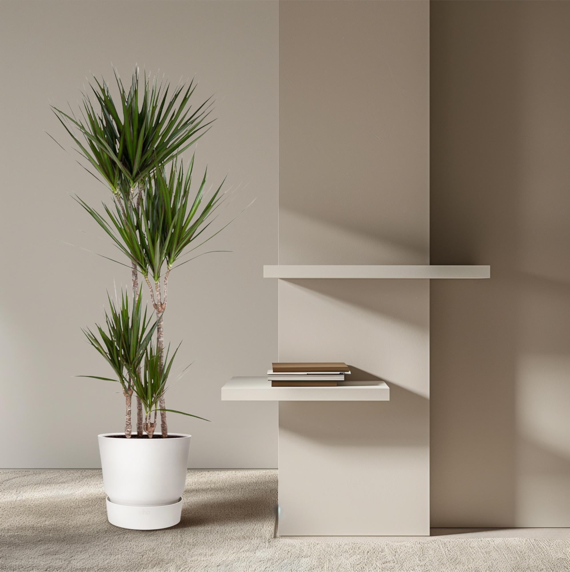 Dracaena Marginata Ø 27 H 180 cm 4