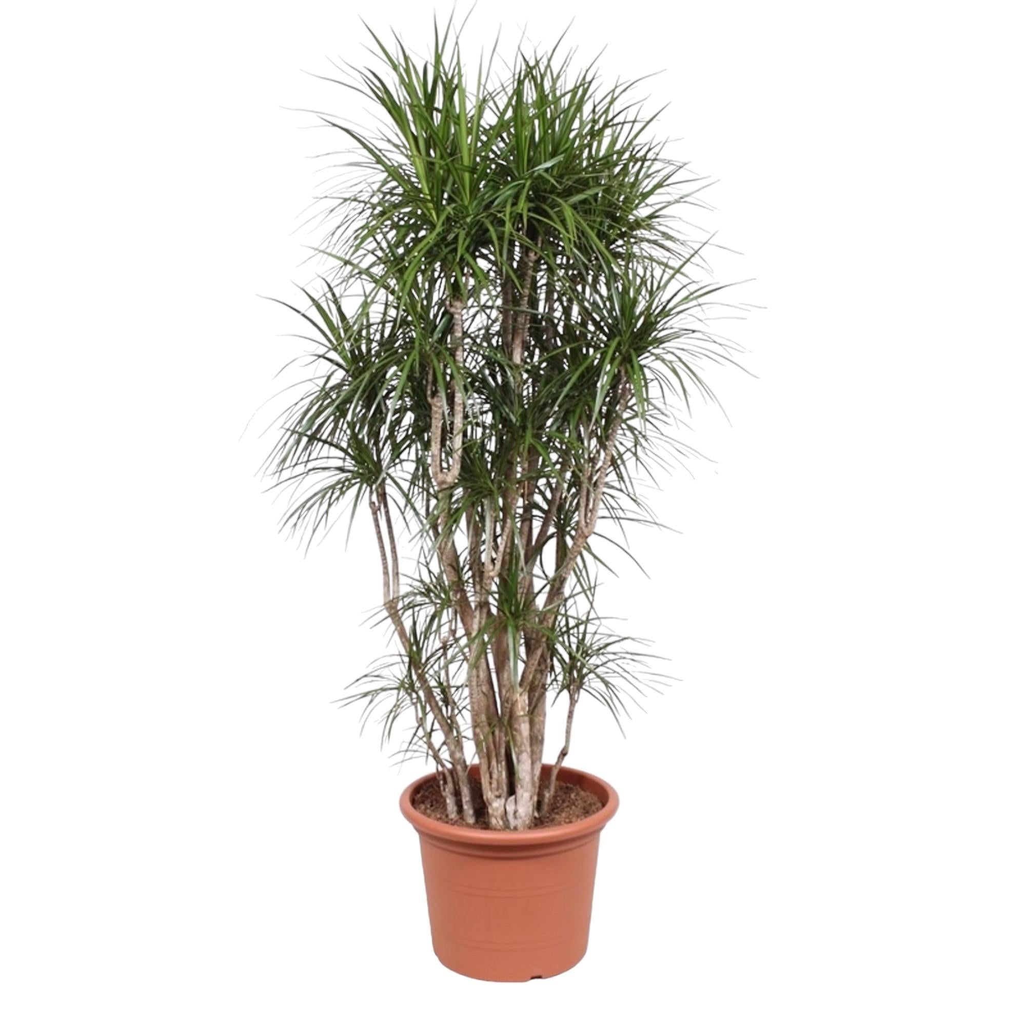 Dracaena Marginata (vertakt) Ø 40 H 220 cm