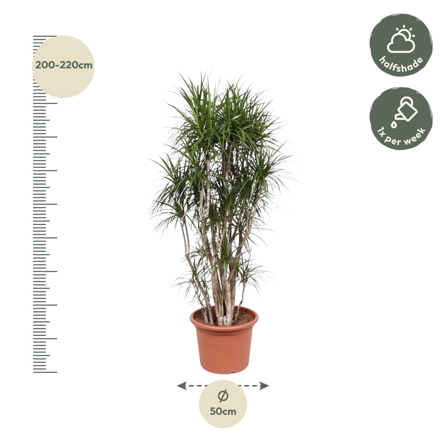 Dracaena Marginata (vertakt) Ø 40 H 220 cm 2