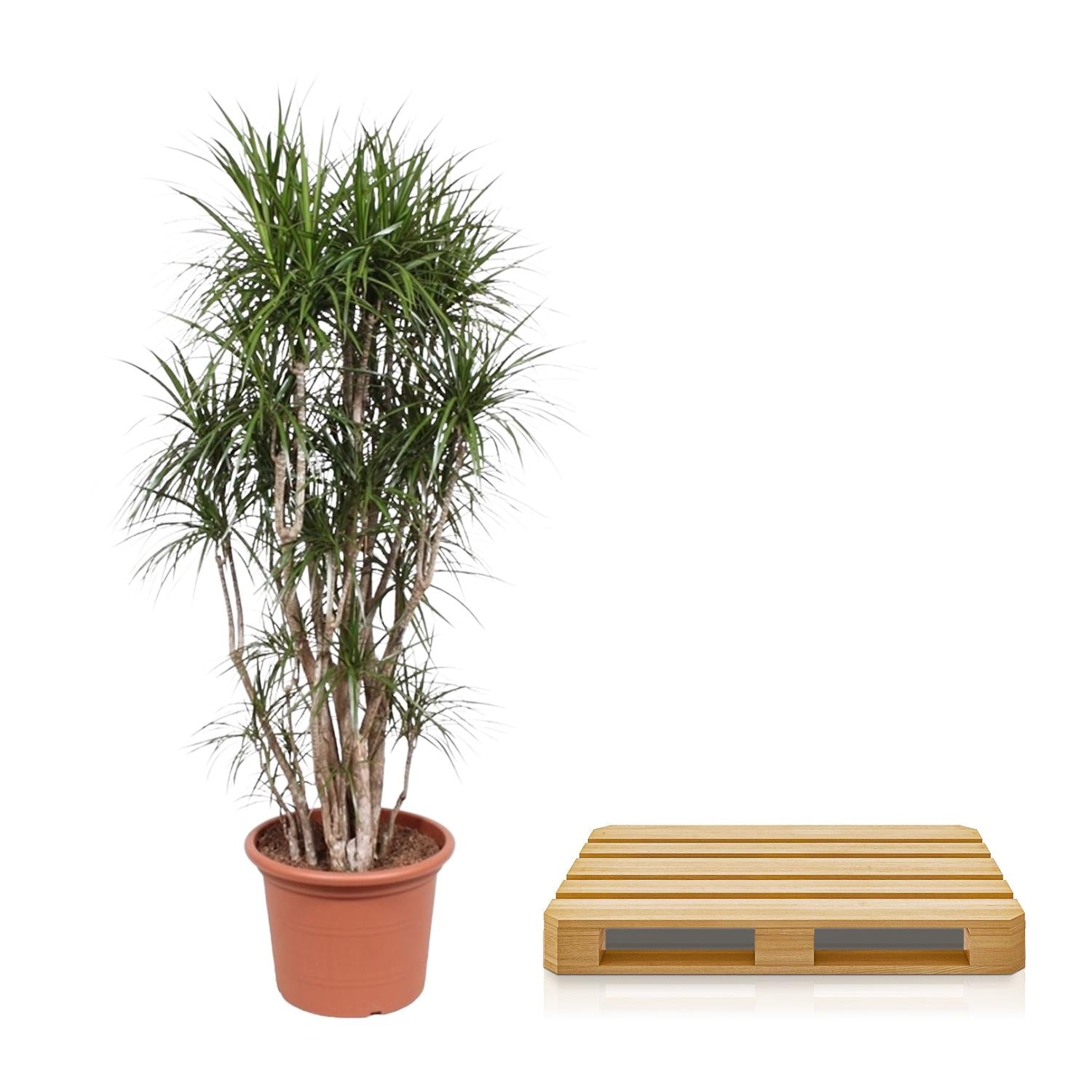 Dracaena Marginata (vertakt) Ø 40 H 220 cm 3