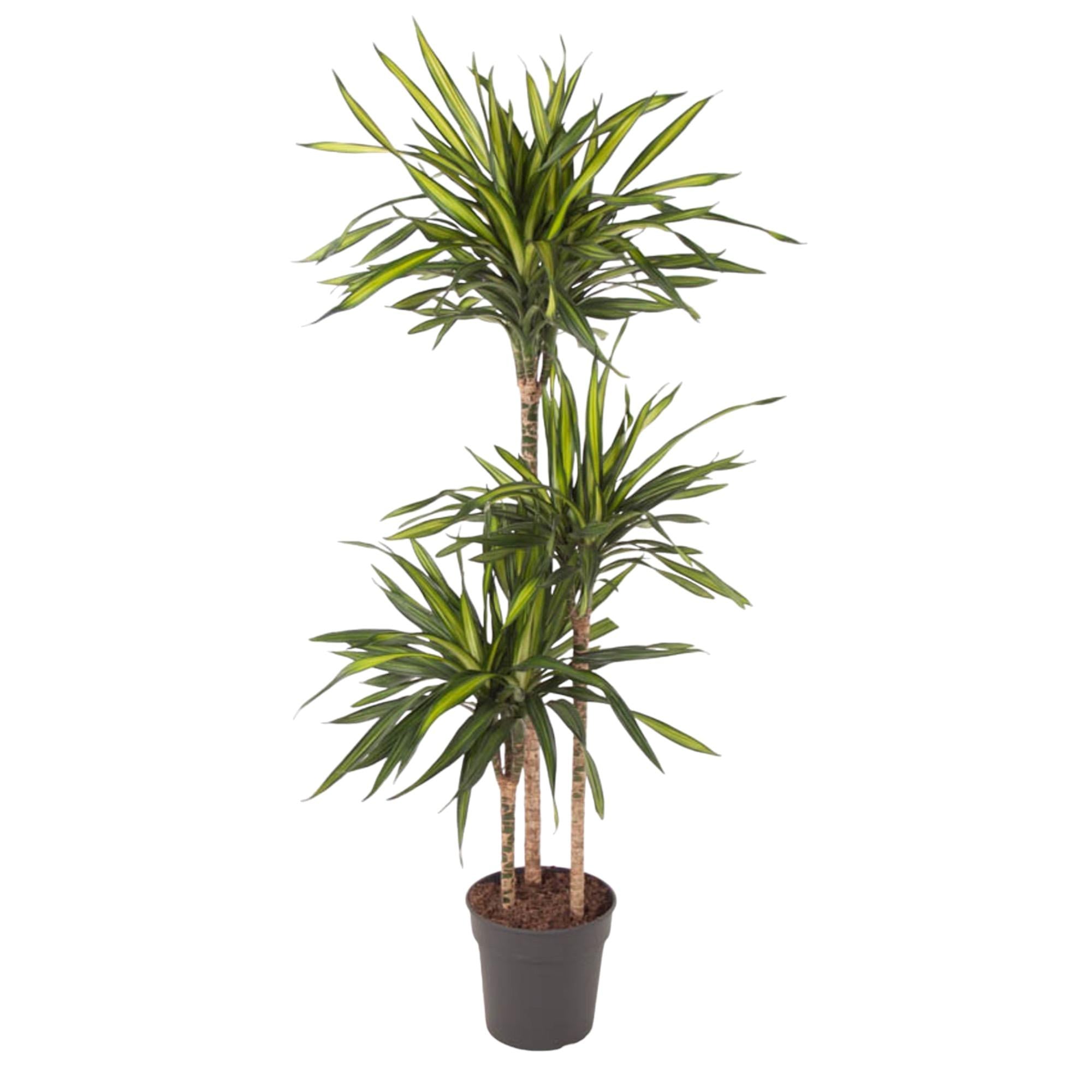 Dracaena Riki Ø 24 H 140 cm