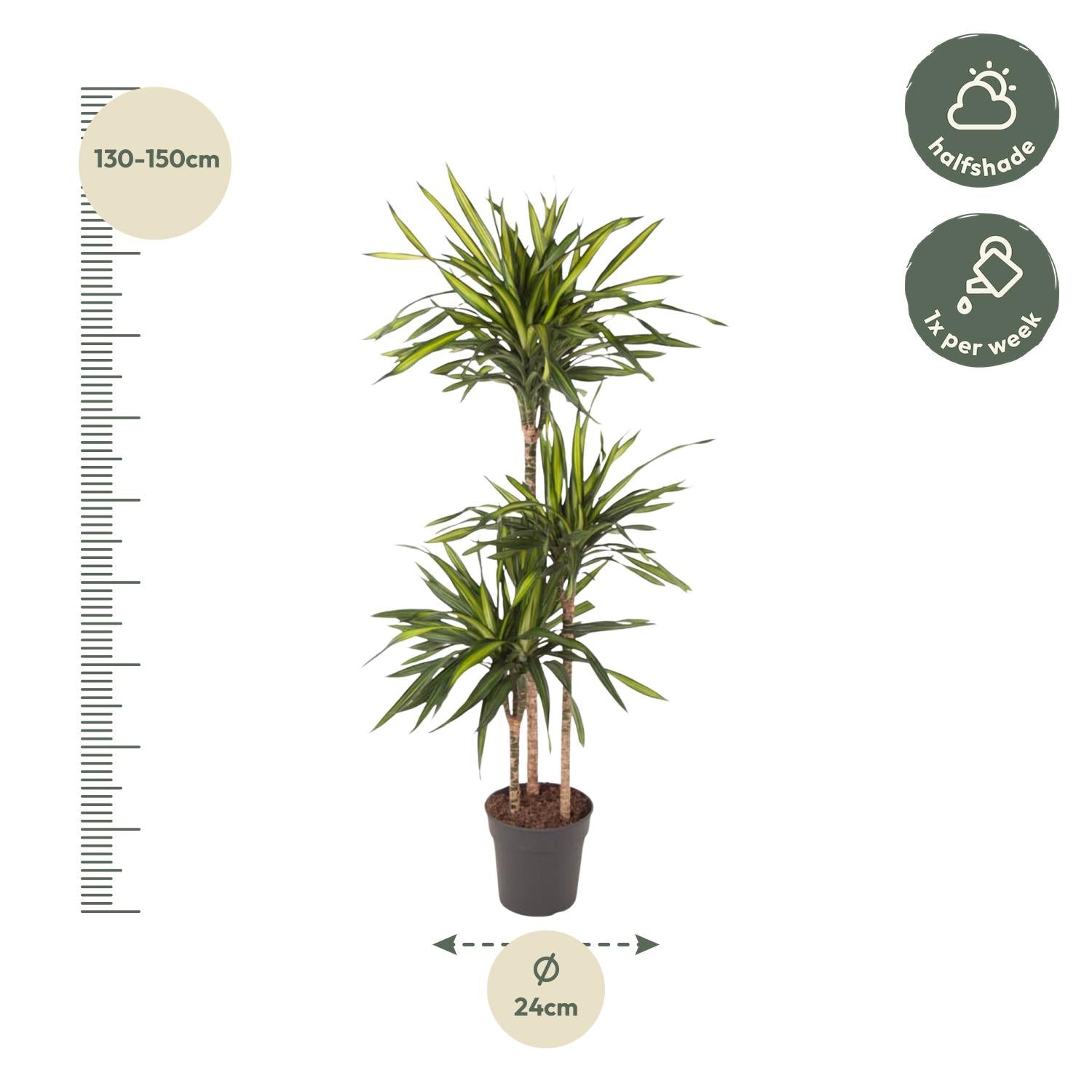 Dracaena Riki Ø 24 H 140 cm 2