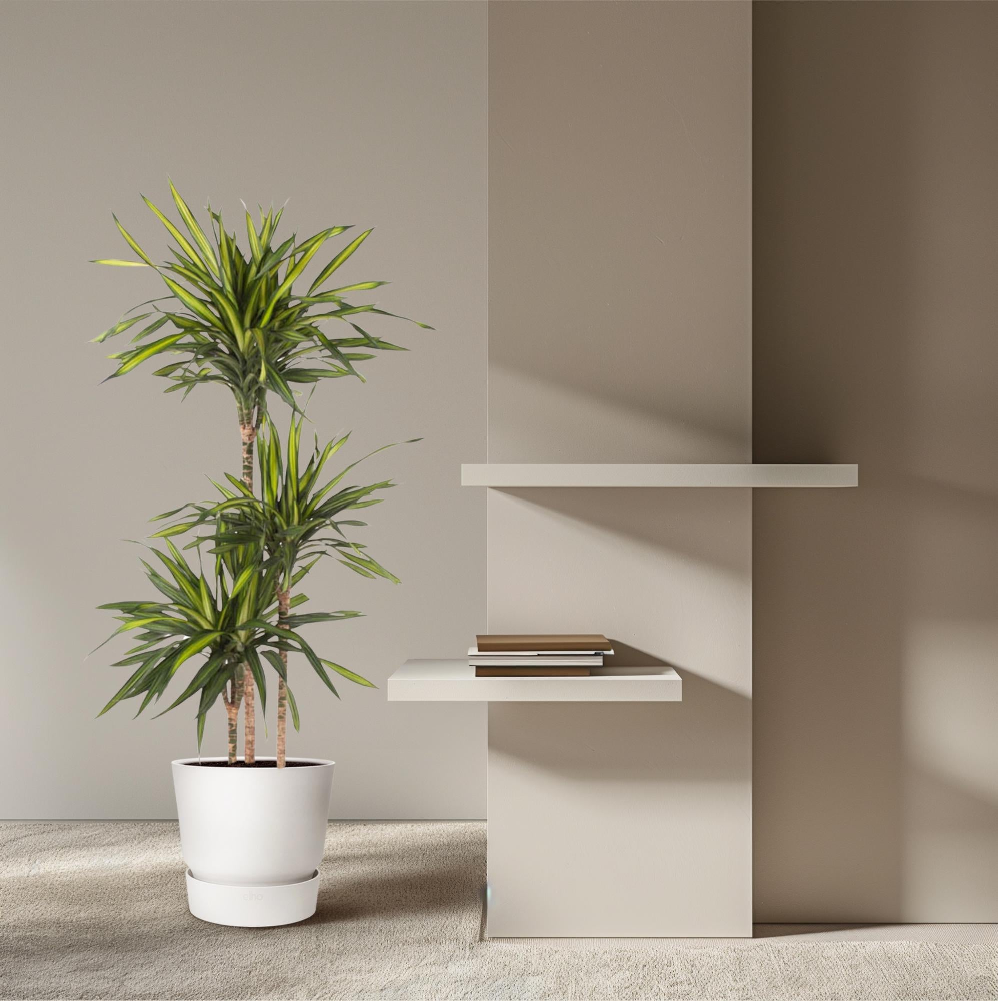 Dracaena Riki Ø 24 H 140 cm 4