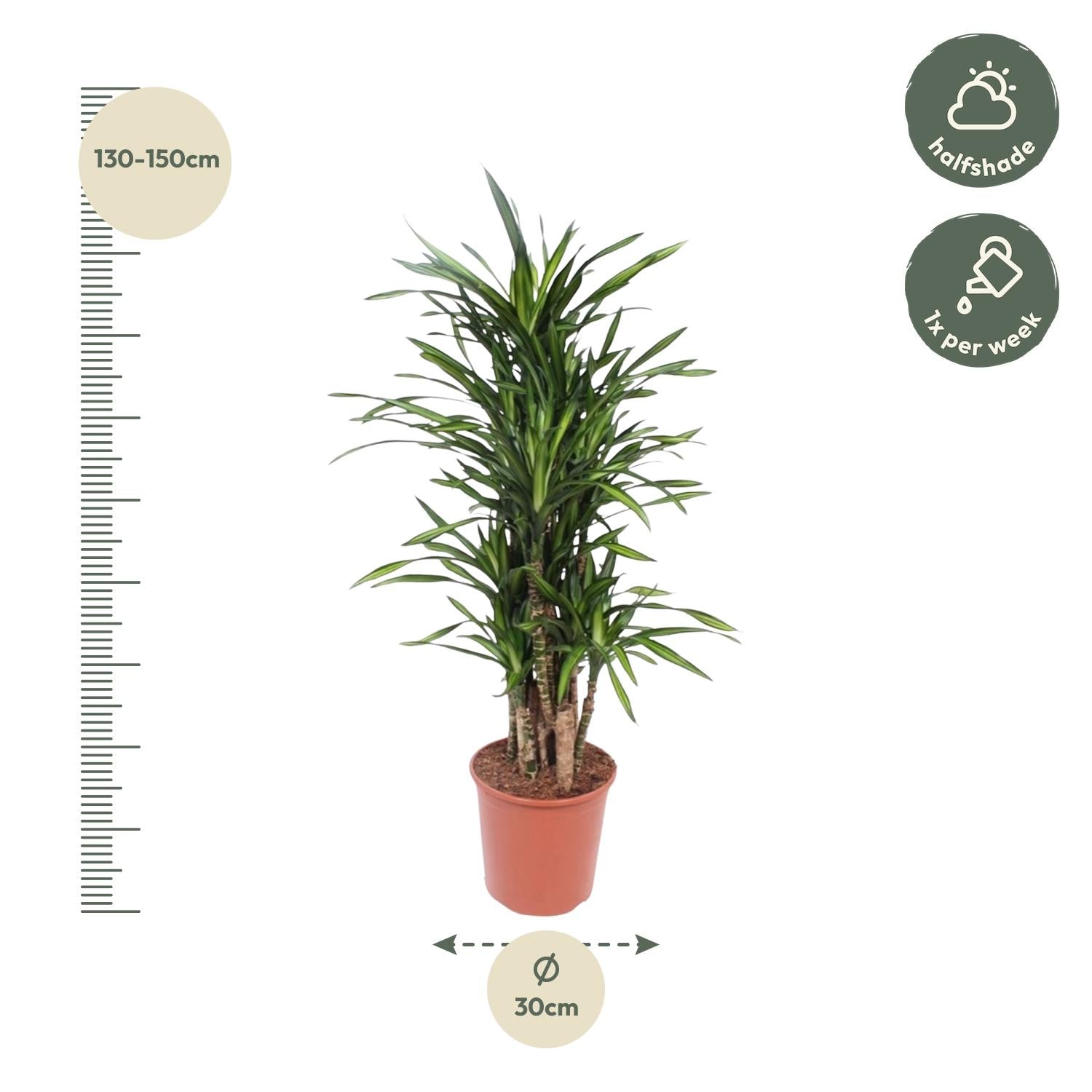 Dracaena Riki Ø 30 H 140 cm 2